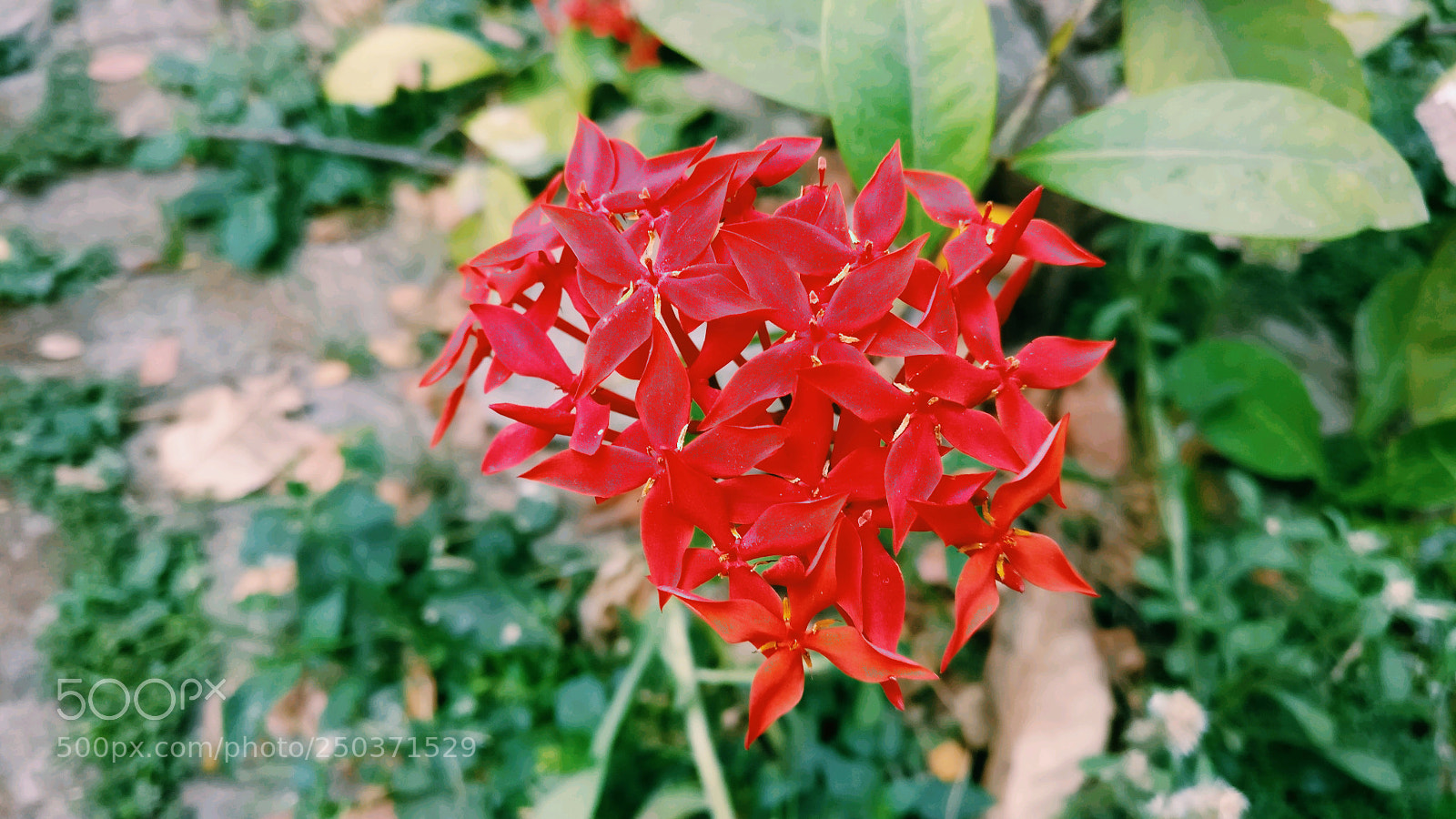 OnePlus A3003 sample photo. Untitled photography