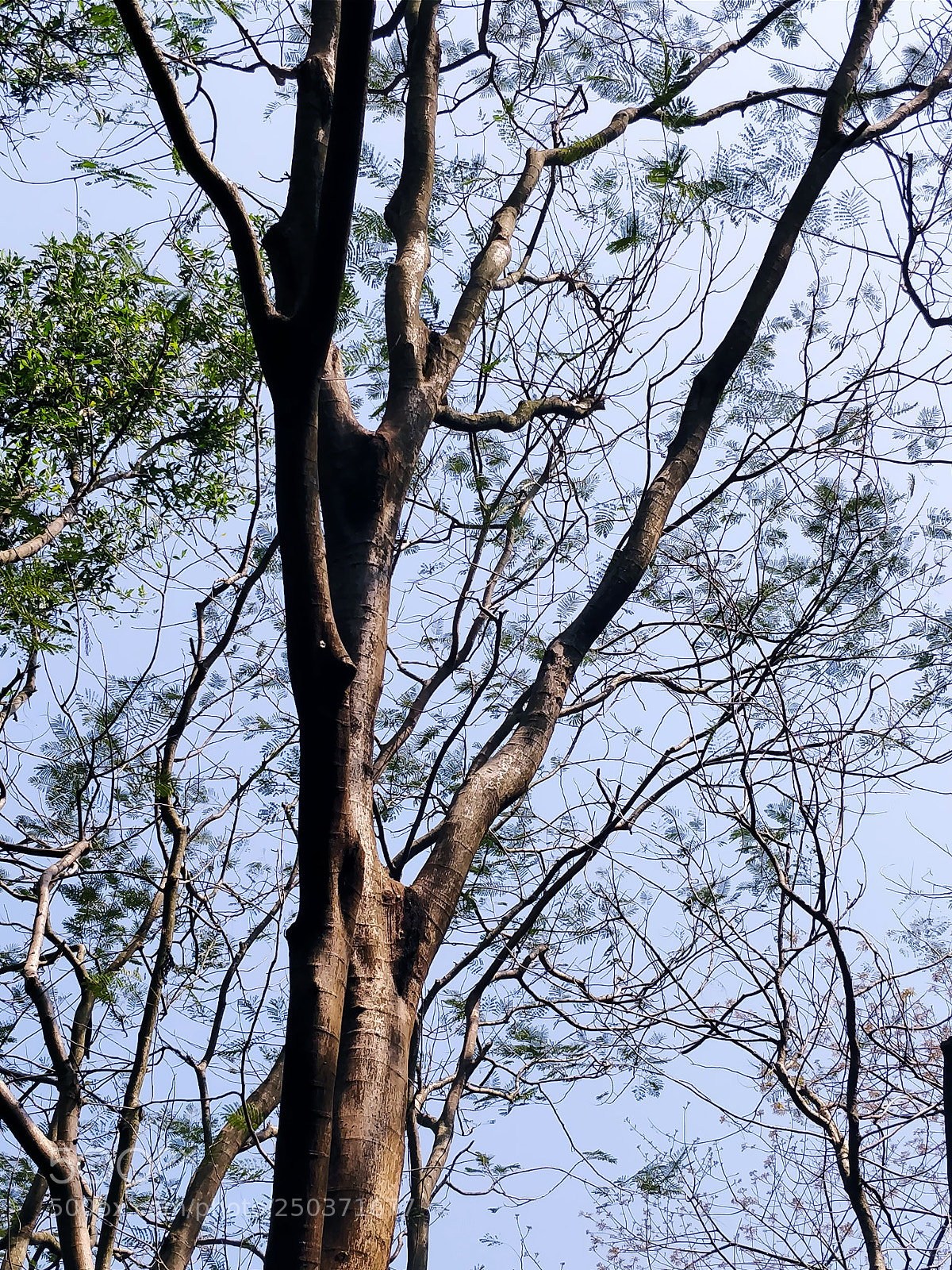 OnePlus 5T sample photo. 树枝 photography