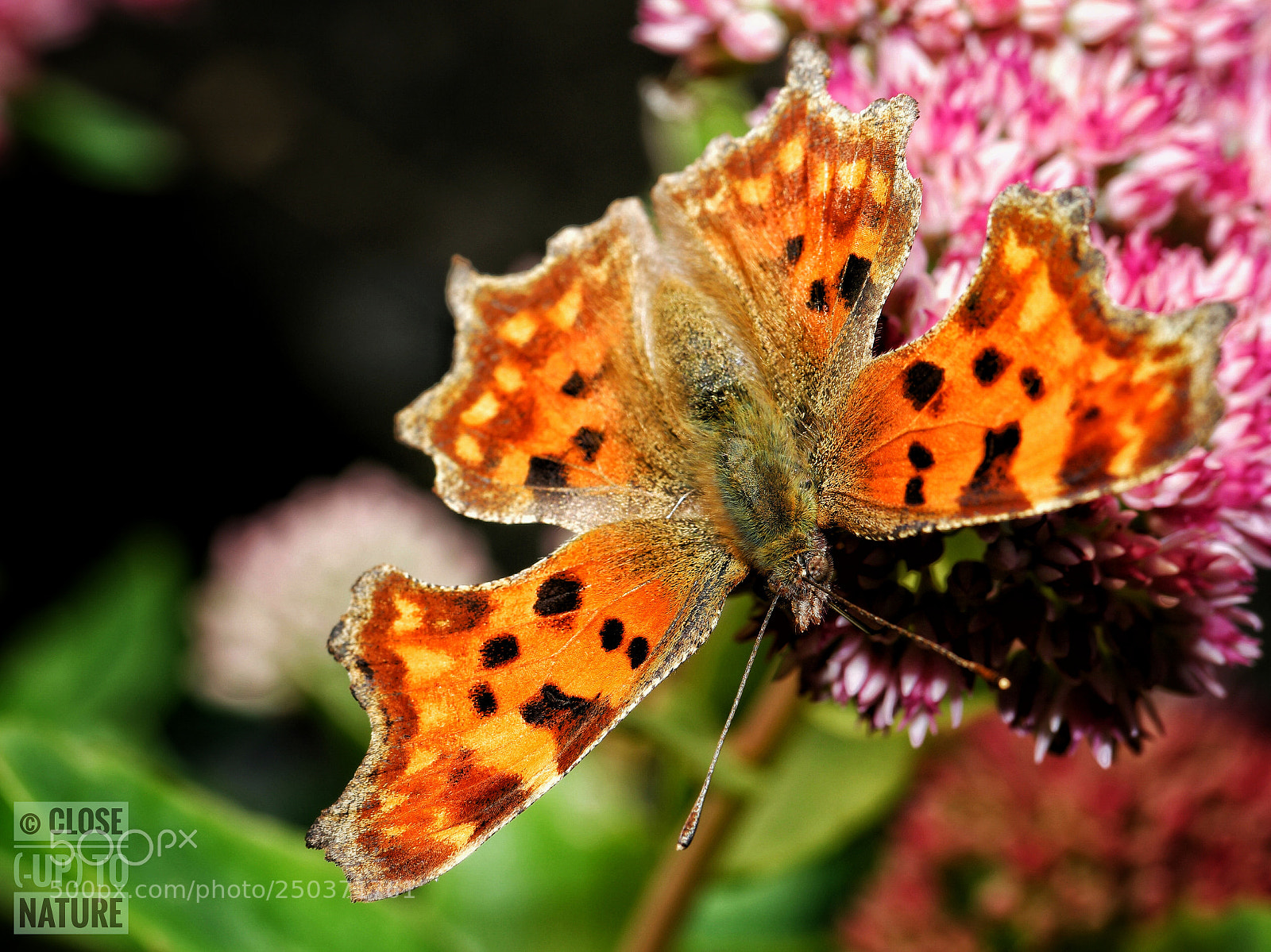 Samsung NX500 sample photo. Robert-le-diable (c-album) photography