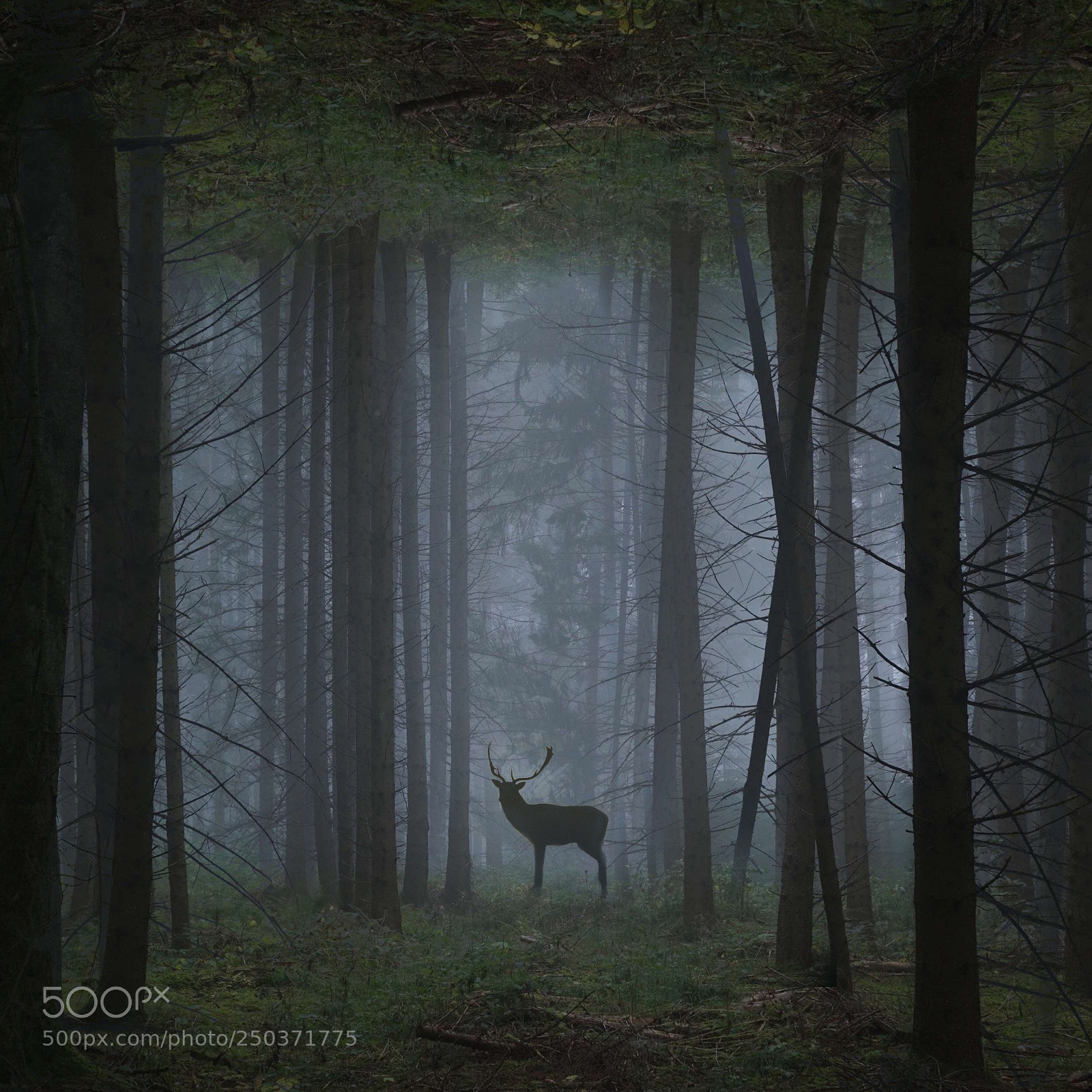 Sony a6000 sample photo. Mysterious mist photography