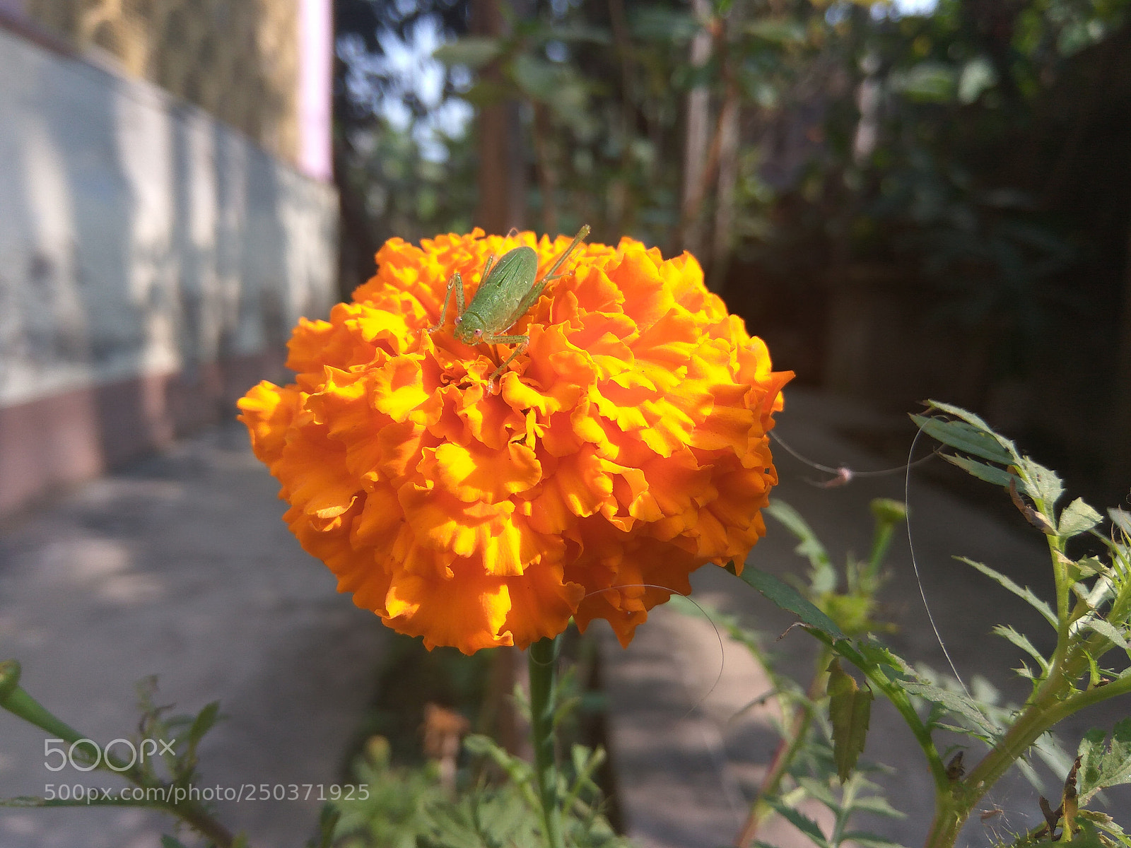 Xiaomi Redmi Note3 sample photo. Bloom photography