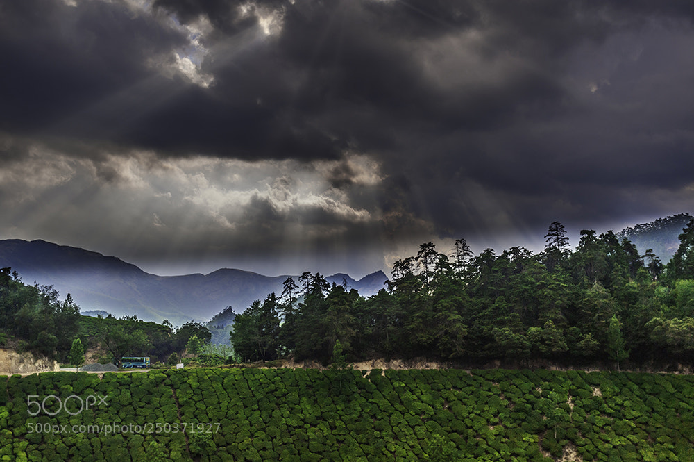 Nikon D700 sample photo. Rays.. photography