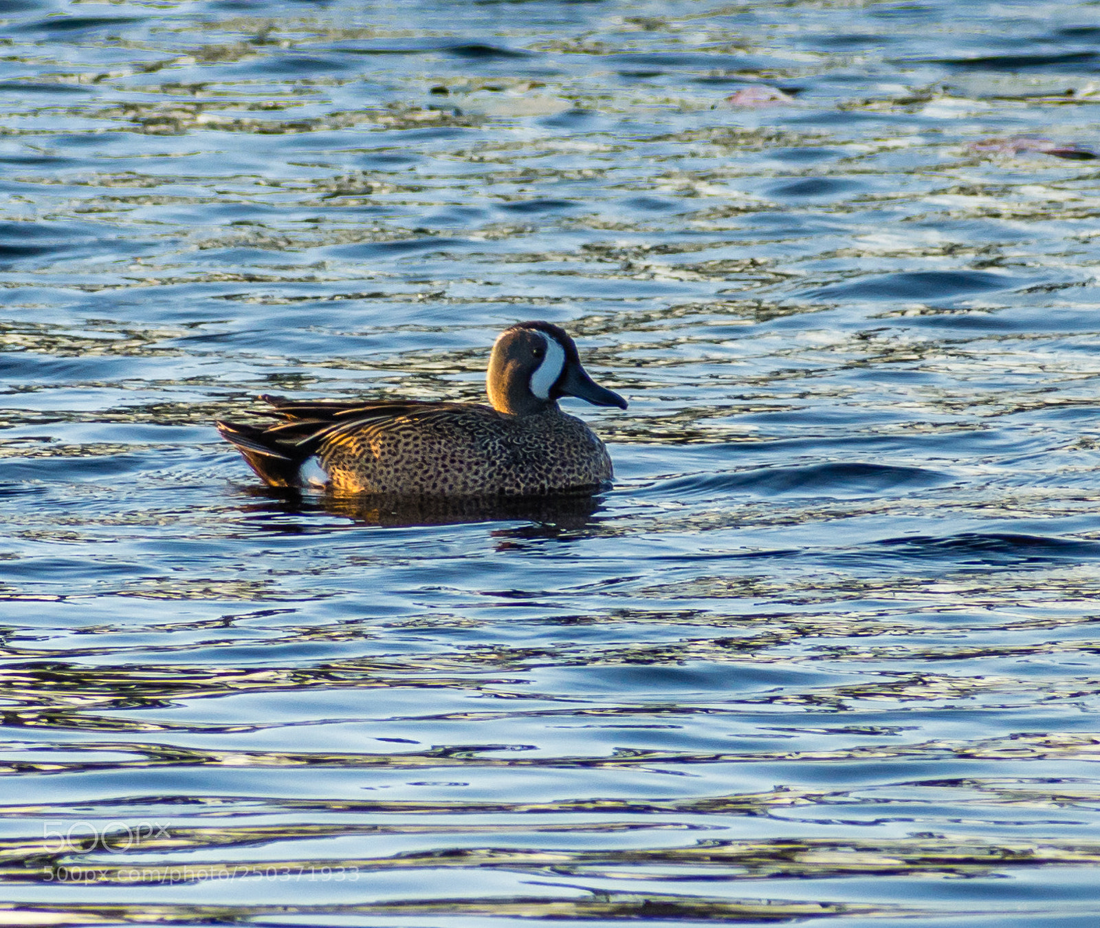 Nikon D7200 sample photo. Blue winged teal photography