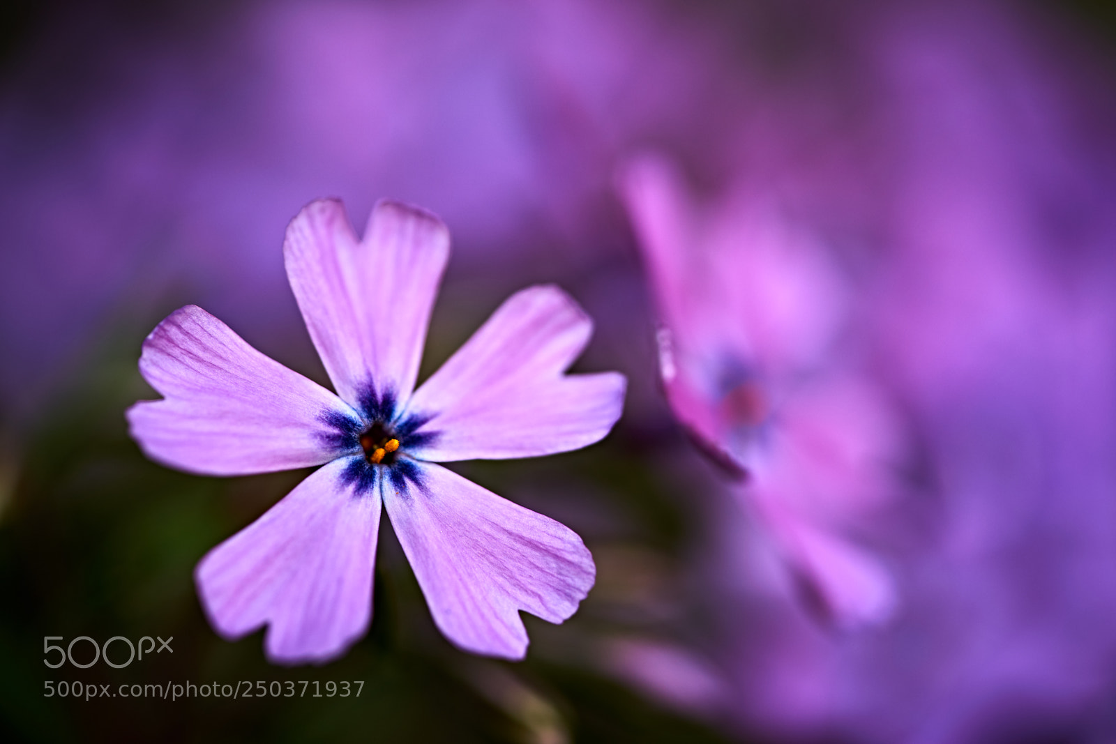 Sony a7 II sample photo. Purple photography