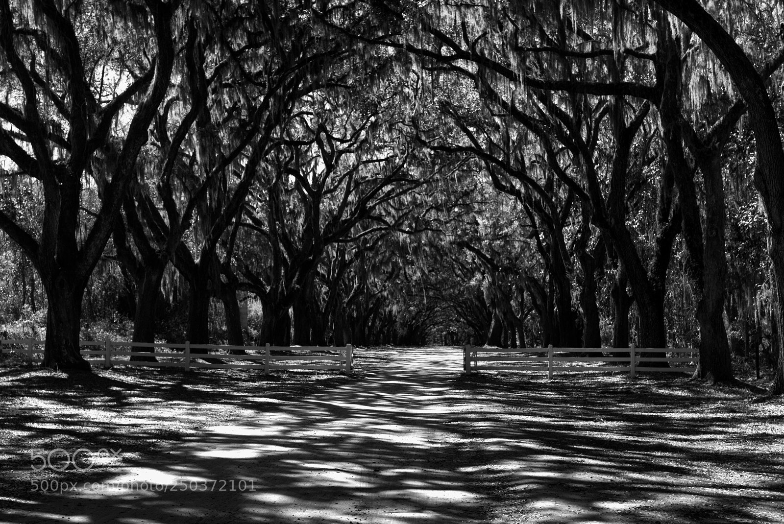 Nikon D7100 sample photo. Wormsloe walk photography