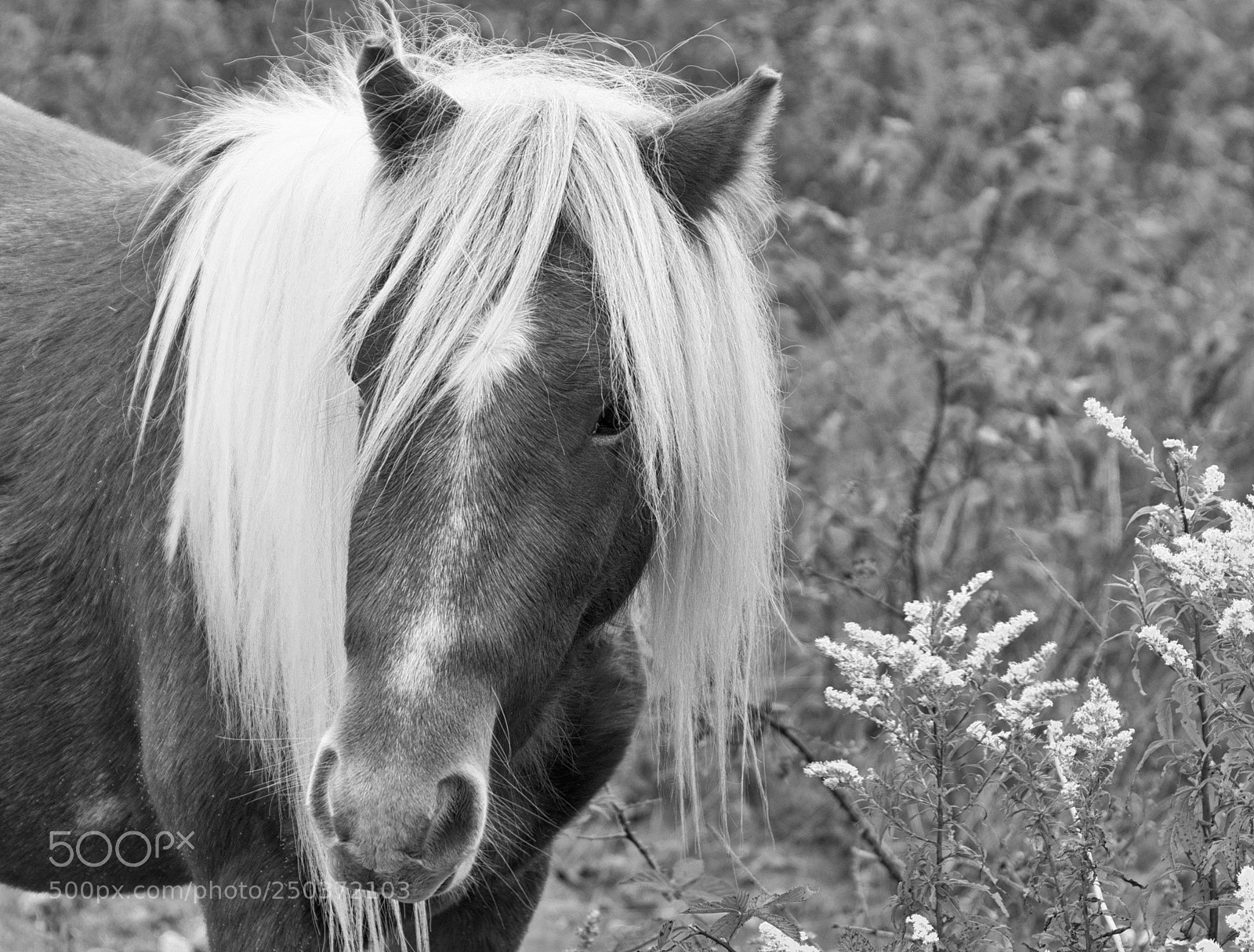 Nikon D7100 sample photo. Wild pony at grayson photography