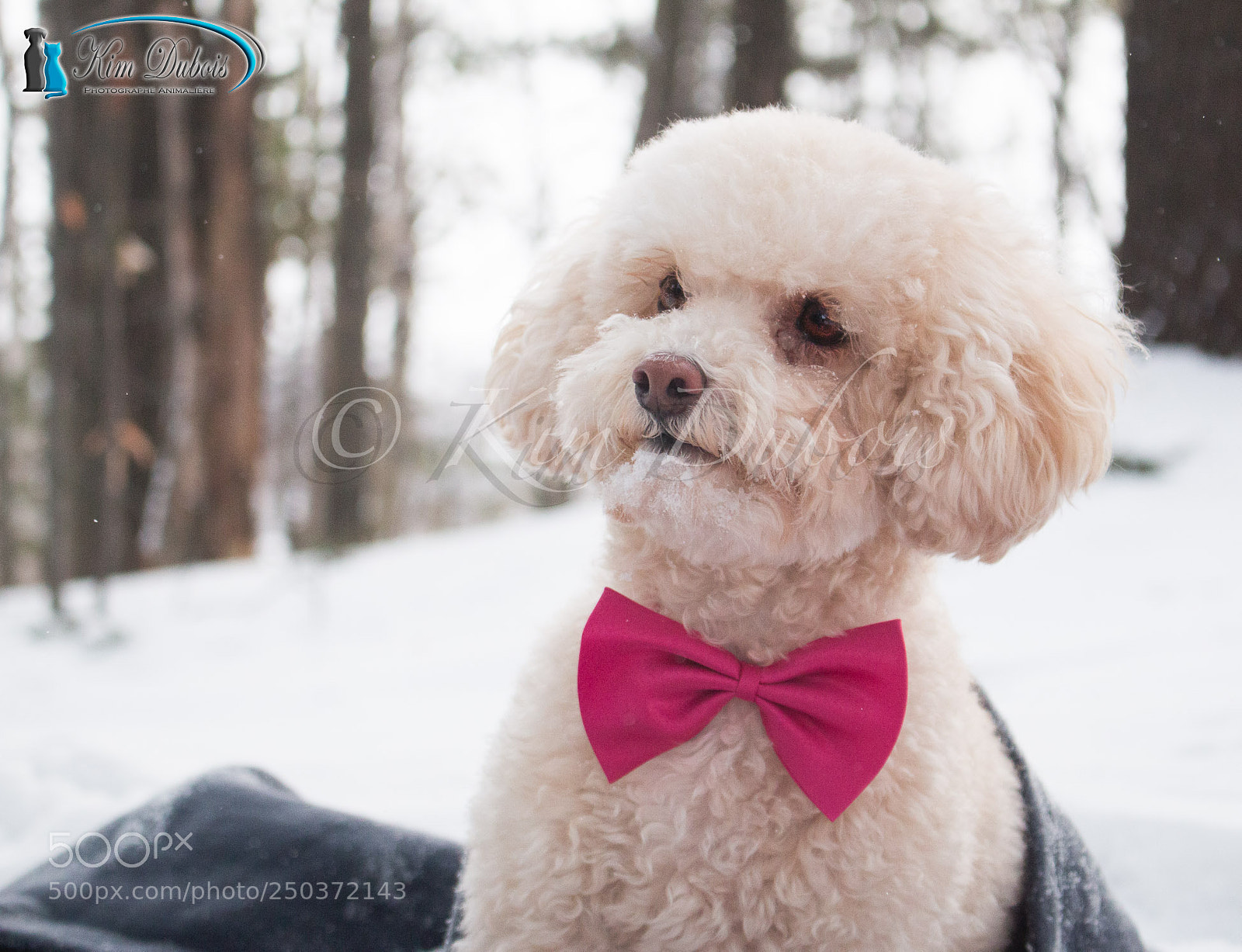 Canon EOS 70D sample photo. Tootie le caniche photography