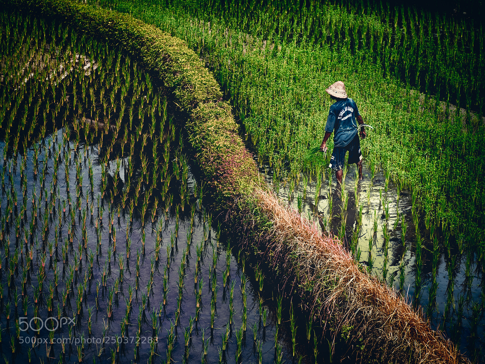 Olympus PEN-F sample photo. Padi field in bali photography