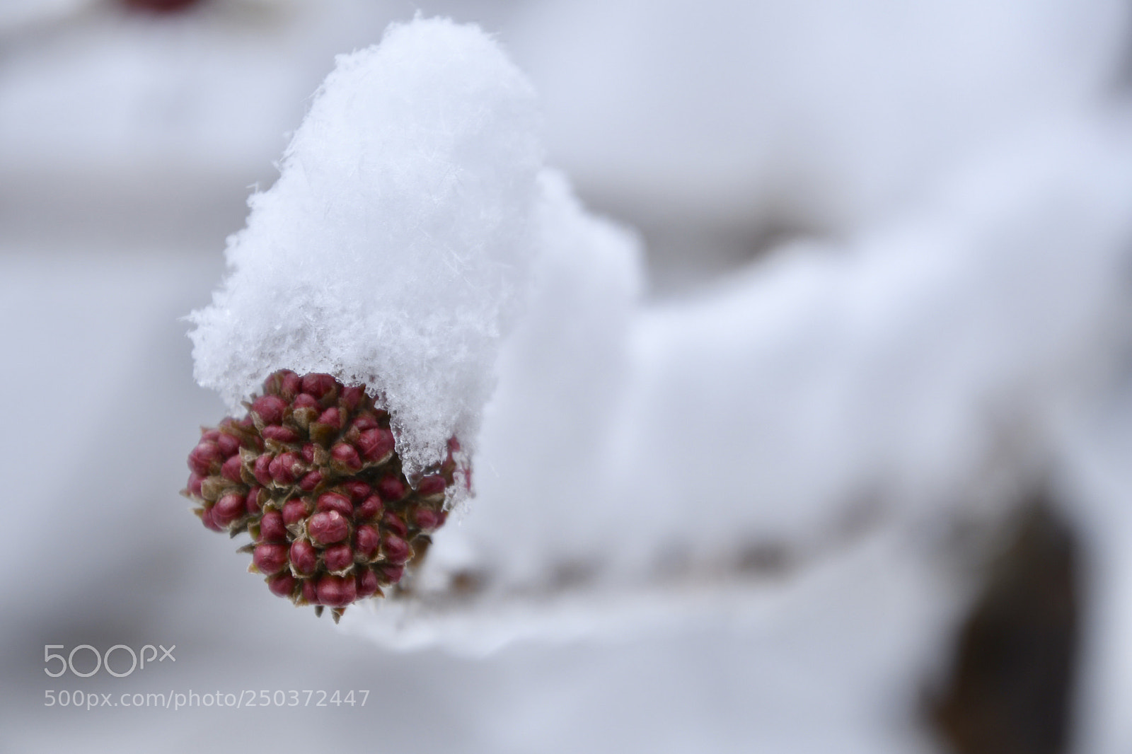 Nikon D500 sample photo. Snow depth photography