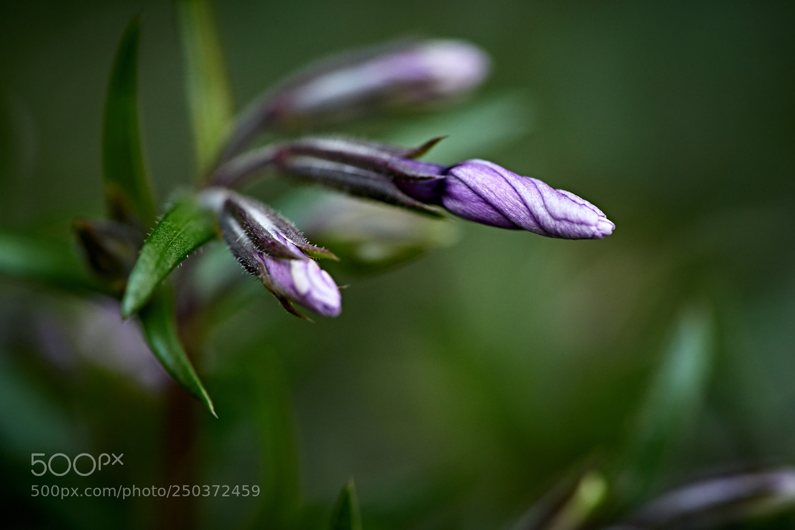 Sony a7 II sample photo. Purple spiral photography