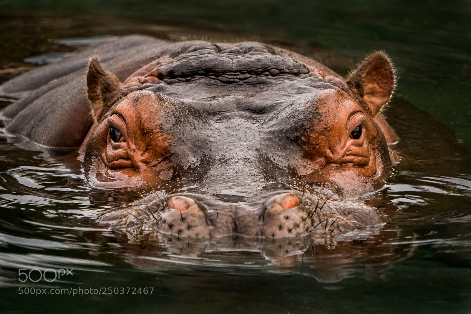 Sony a9 sample photo. Submerged hippo photography