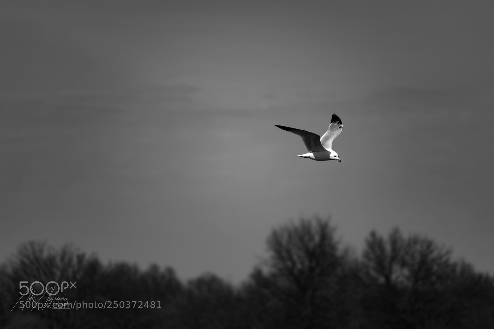 Nikon D5300 sample photo. Ring-billed gull photography