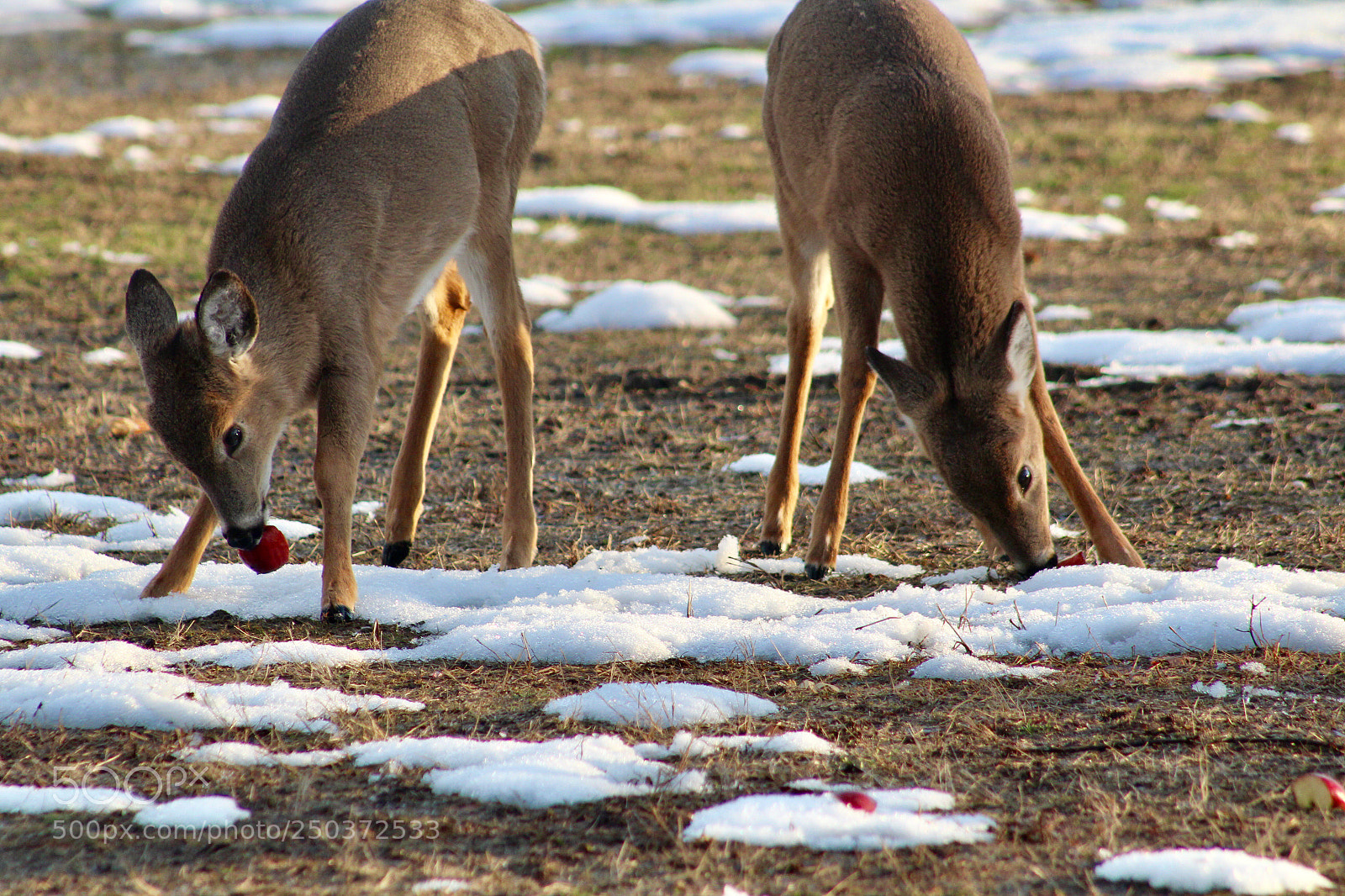 Canon EOS 1300D (EOS Rebel T6 / EOS Kiss X80) sample photo. Deer eating apples photography