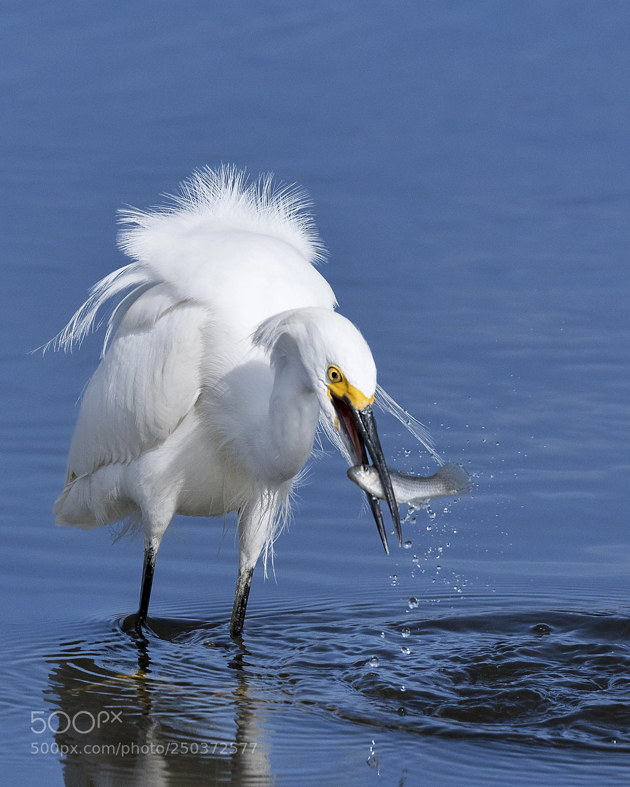 Canon EOS 5DS sample photo. Snowy egret at the photography