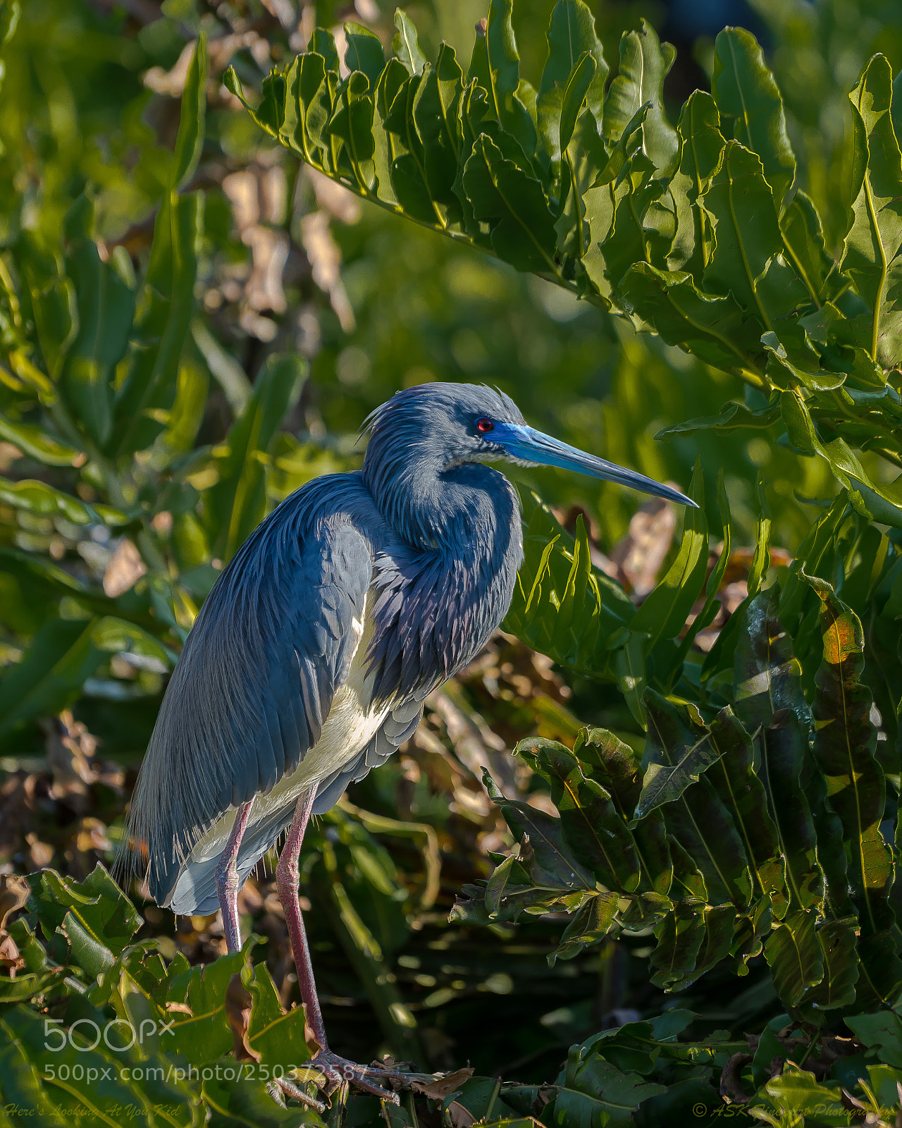 Sony a7 sample photo. Here's looking at you photography