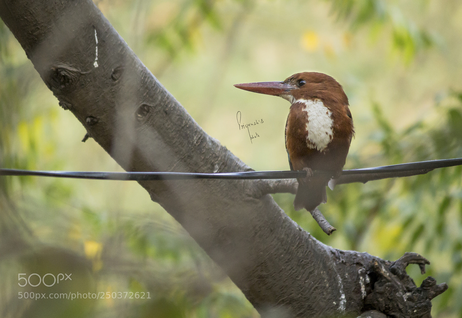 Canon EOS 1200D (EOS Rebel T5 / EOS Kiss X70 / EOS Hi) sample photo. Kingfisher photography