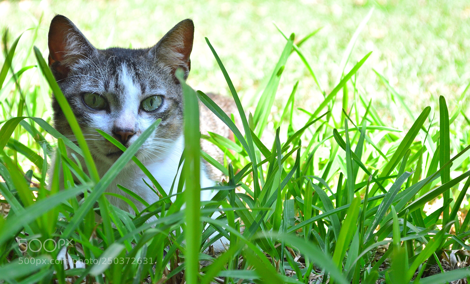 Nikon D3200 sample photo. Kitty and the grass photography