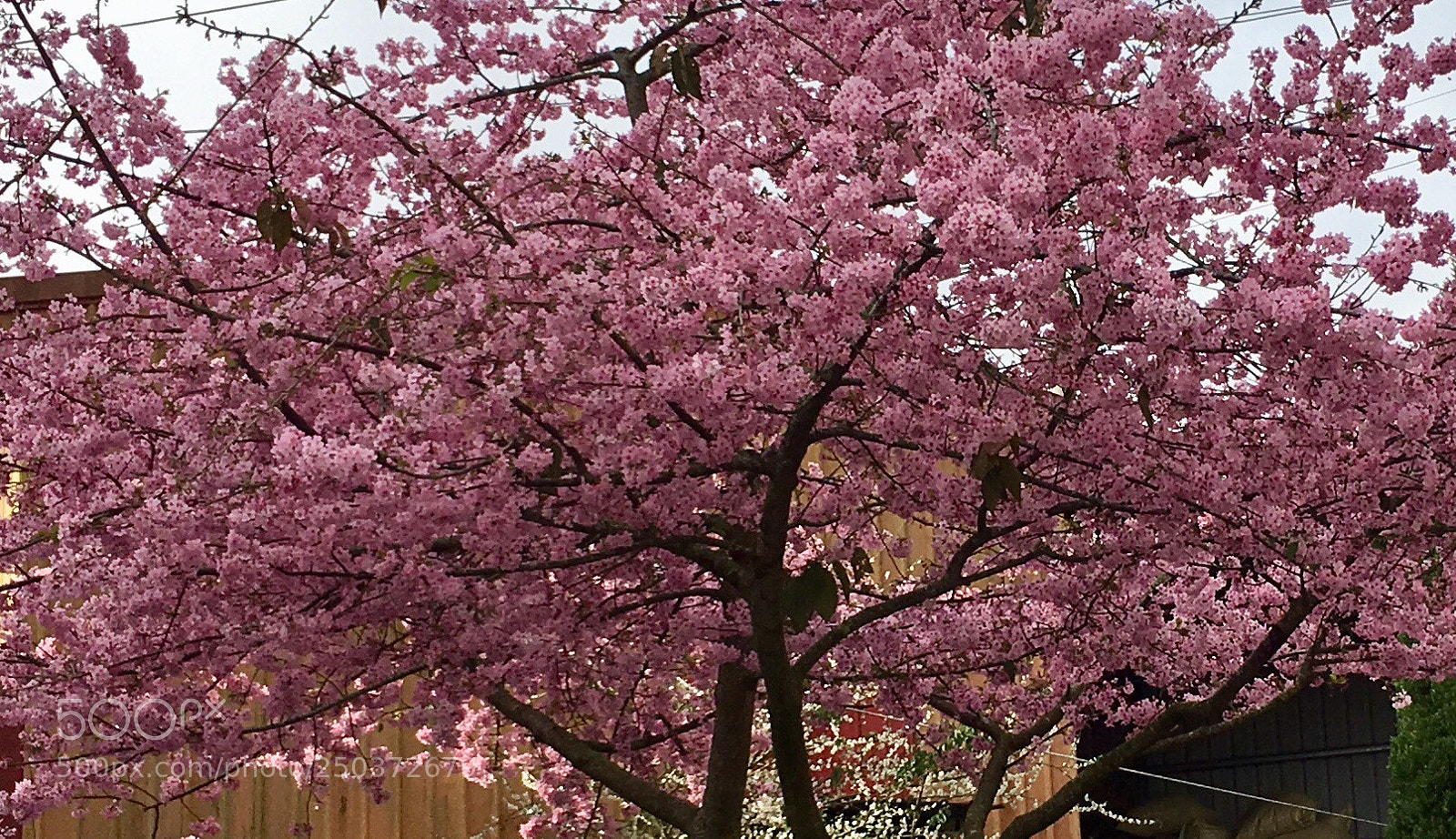 Apple iPhone 6s Plus sample photo. Plum blossom tree photography
