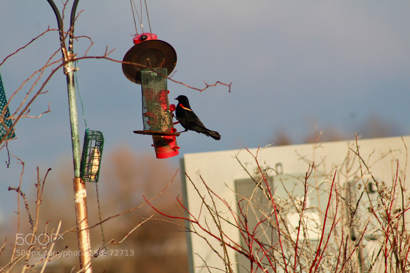 Canon EOS 1300D (EOS Rebel T6 / EOS Kiss X80) sample photo. Redwings blackbird on red photography