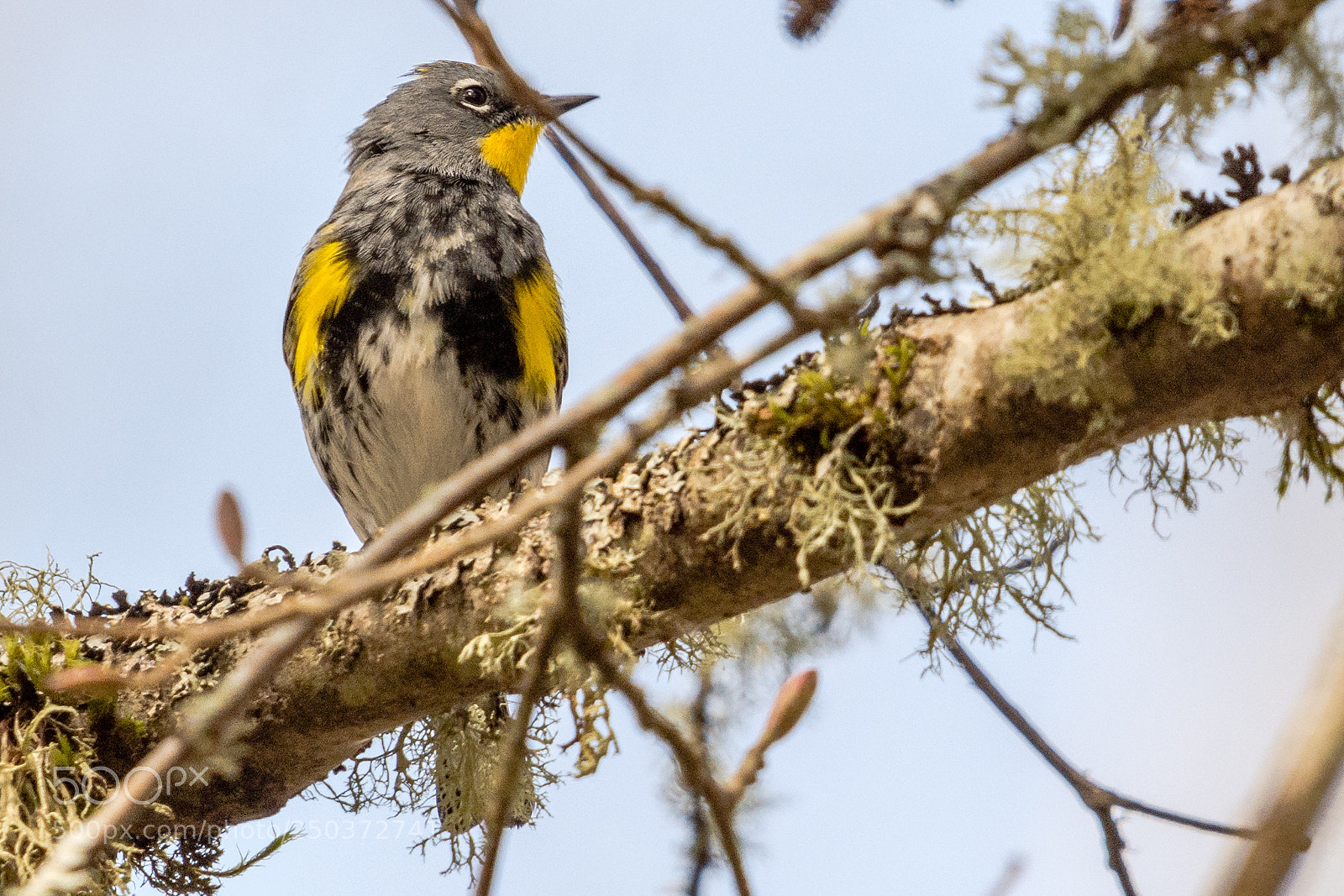 Nikon D7200 sample photo. Yellow rumped warbler photography