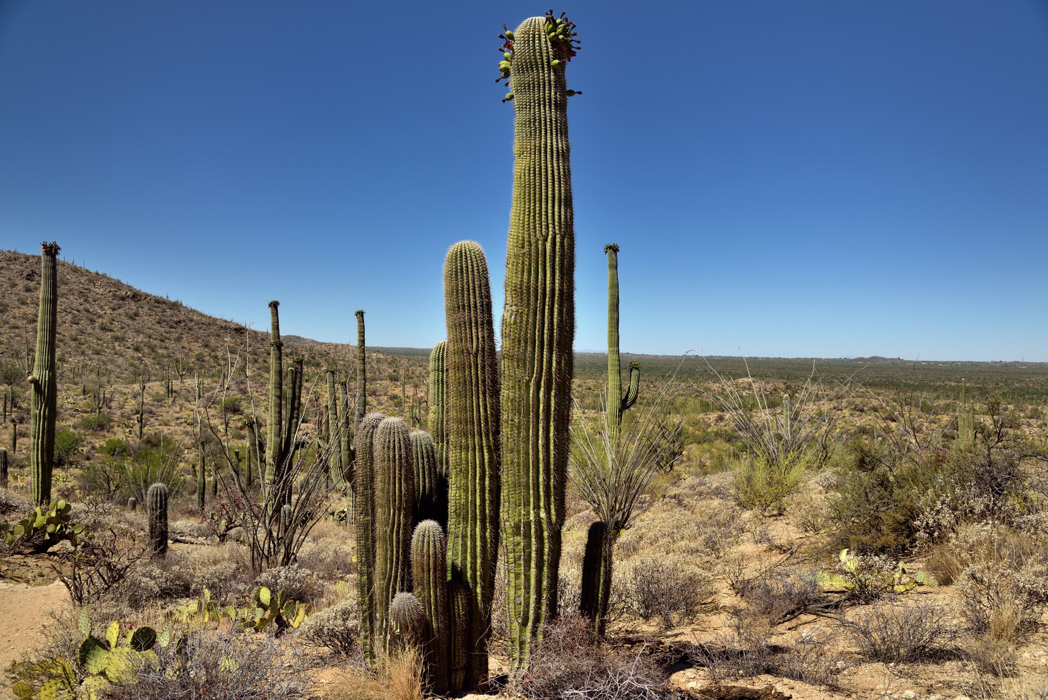 Nikon D800E + Nikon AF-S Nikkor 24-120mm F4G ED VR sample photo. A tightly packed grove of saguaro cactus photography