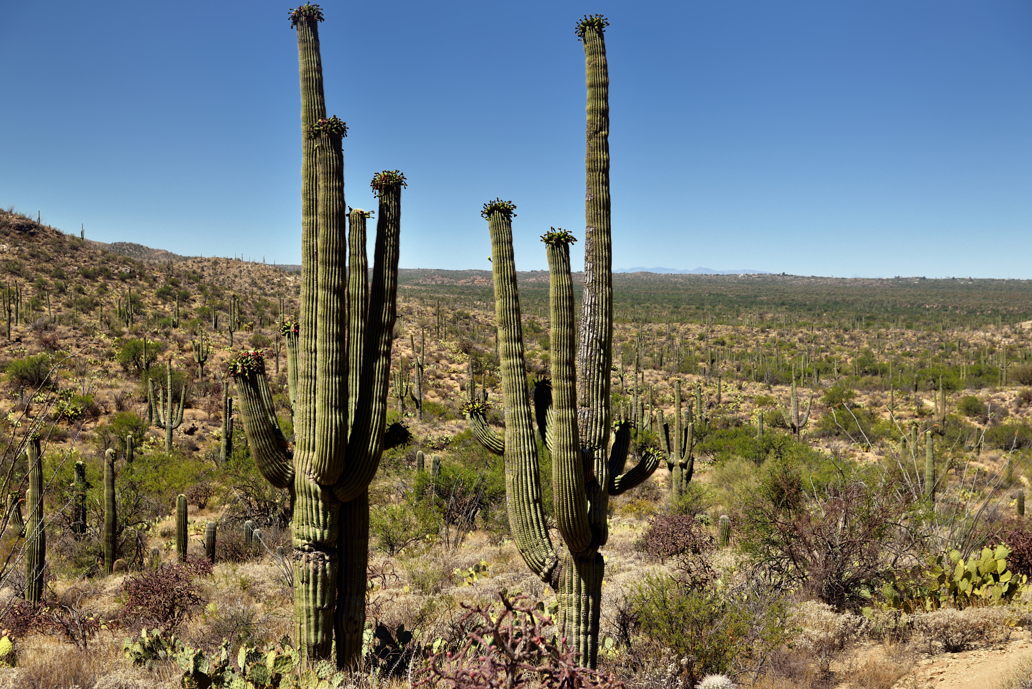 Nikon D800E + Nikon AF-S Nikkor 24-120mm F4G ED VR sample photo. From a rise and looking across a hillside of saguaro cactus photography
