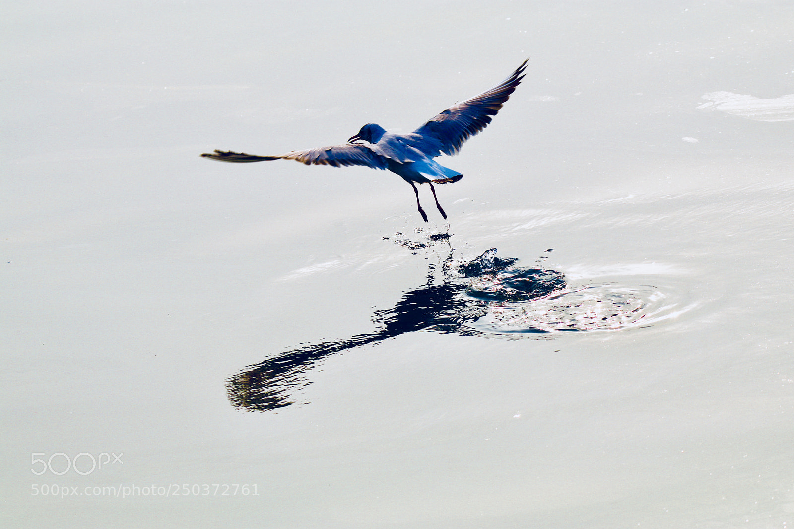 Canon EOS 80D sample photo. 起飞the moment of takeoff photography