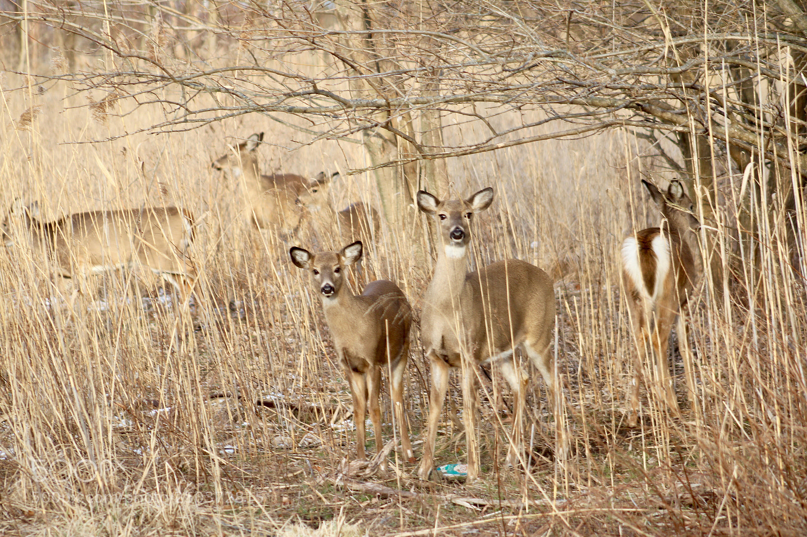 Canon EOS 1300D (EOS Rebel T6 / EOS Kiss X80) sample photo. Many deer in reeds  photography