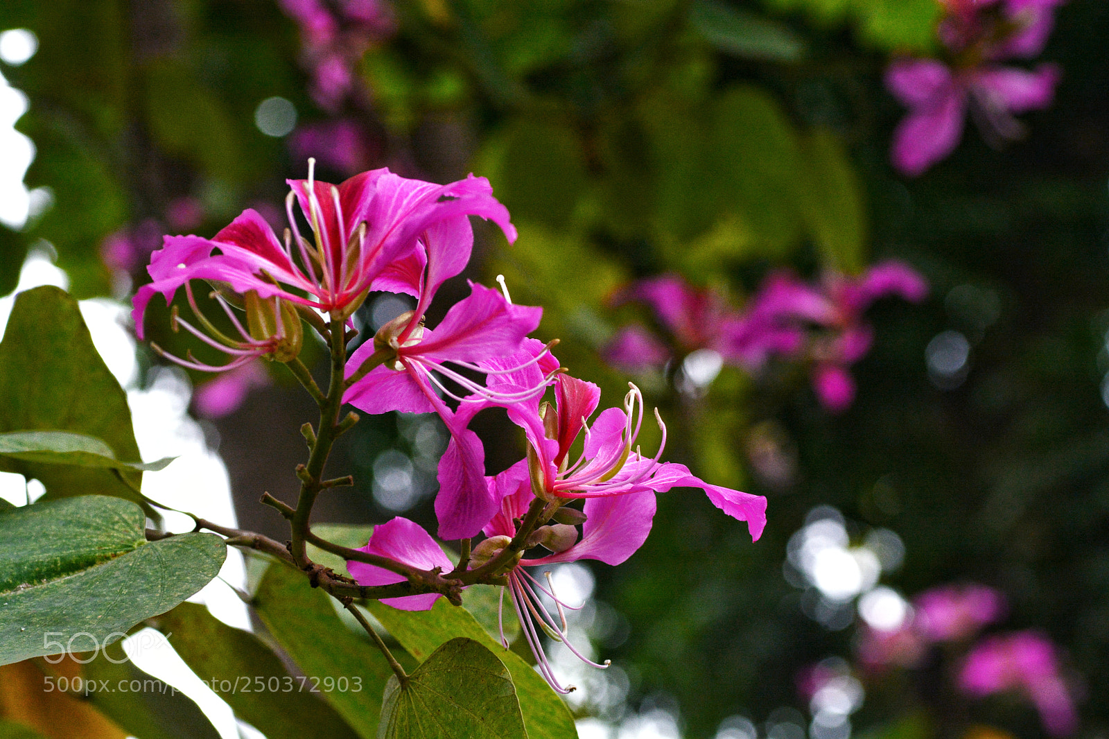 Nikon D7100 sample photo. Untitled photography