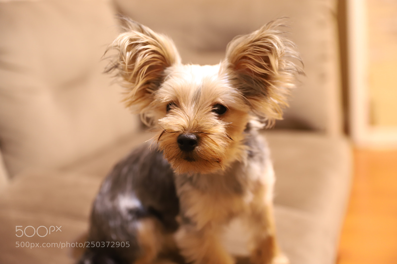 Canon EF 24-70mm F2.8L II USM sample photo. Porkie the yorkie photography