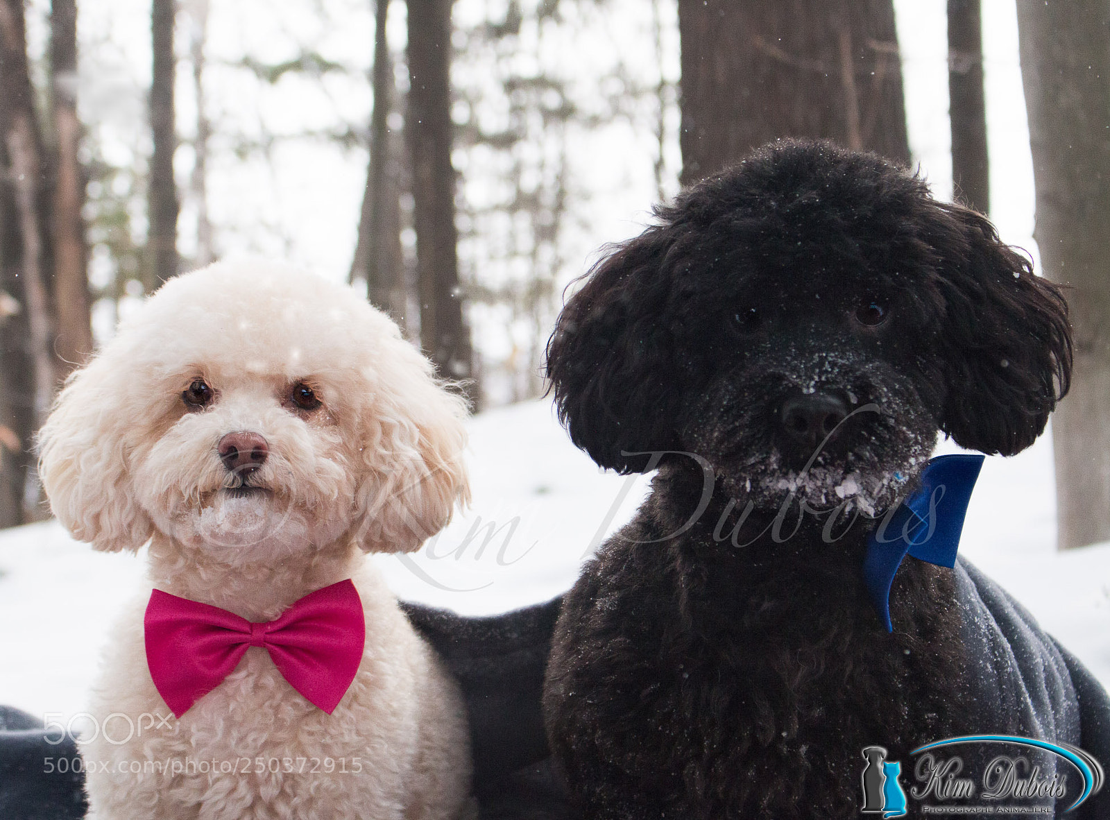 Canon EOS 70D sample photo. Roméo et tootie photography