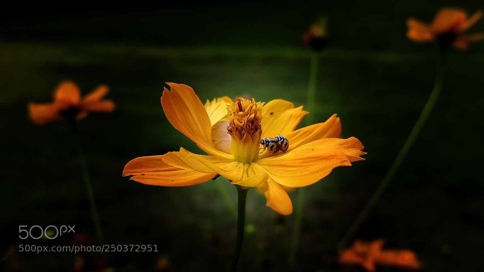Samsung Galaxy S5 sample photo. Little insect honeymoon photography
