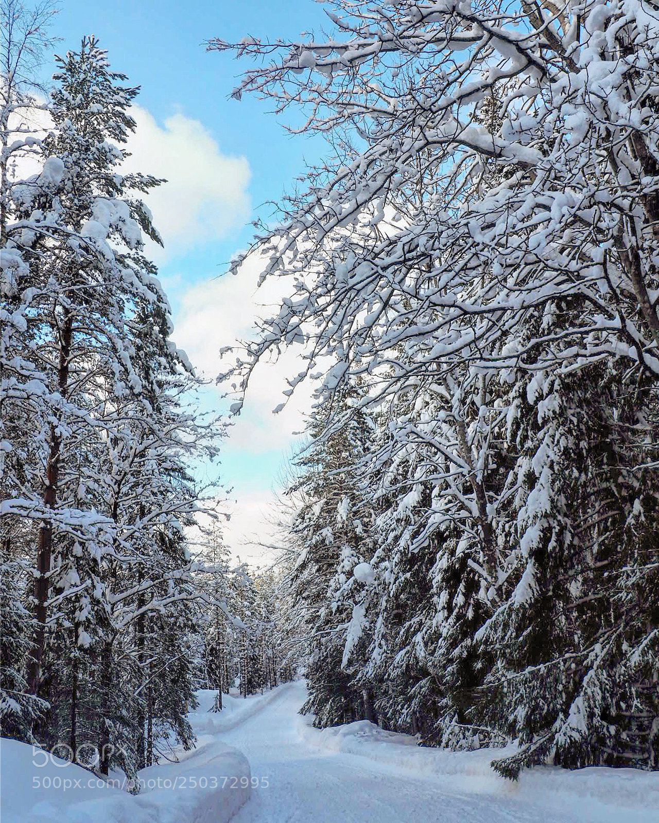 Olympus OM-D E-M5 II sample photo. Wknter wonderland photography
