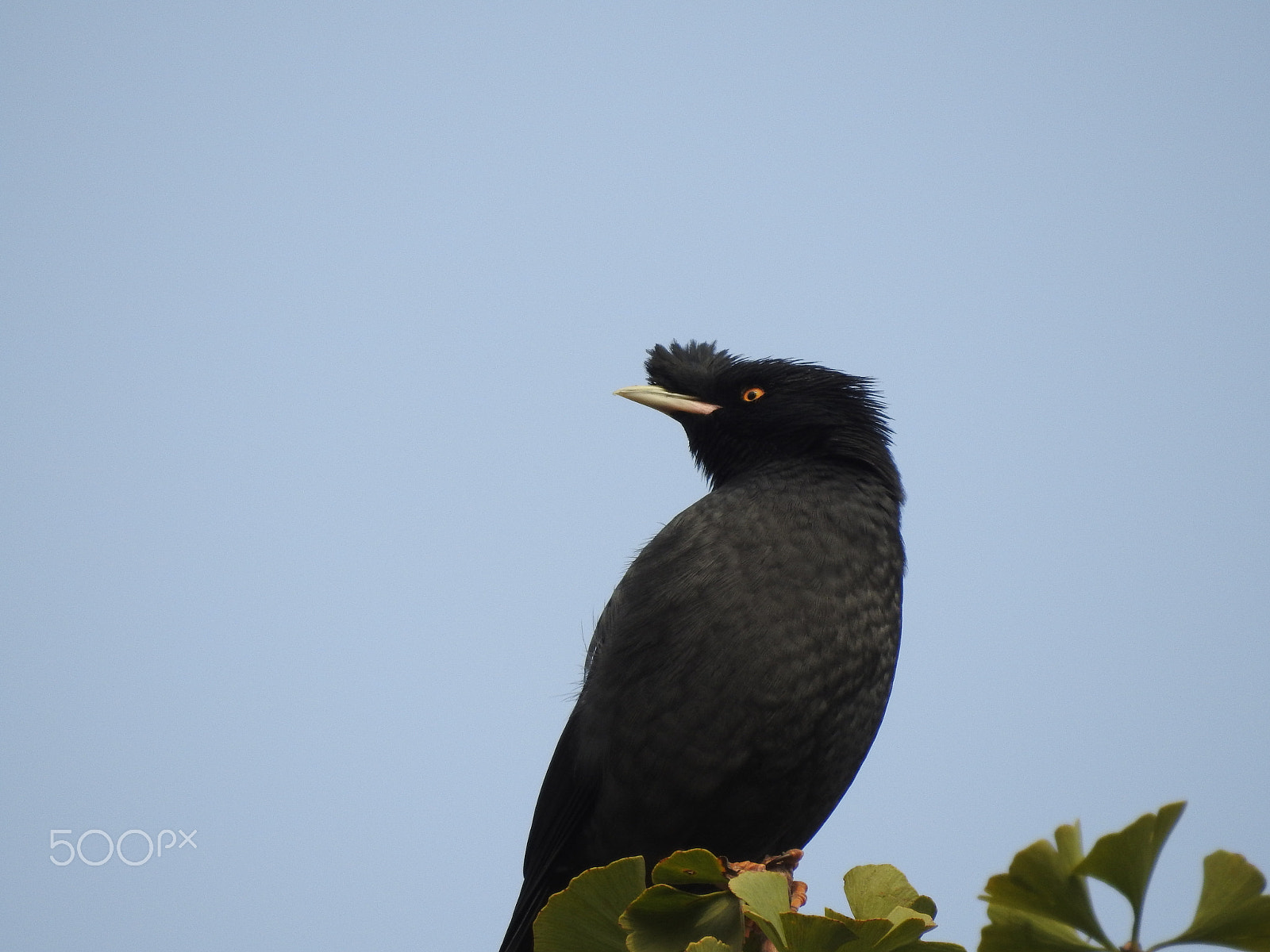 Nikon COOLPIX P900s sample photo. Bird photography