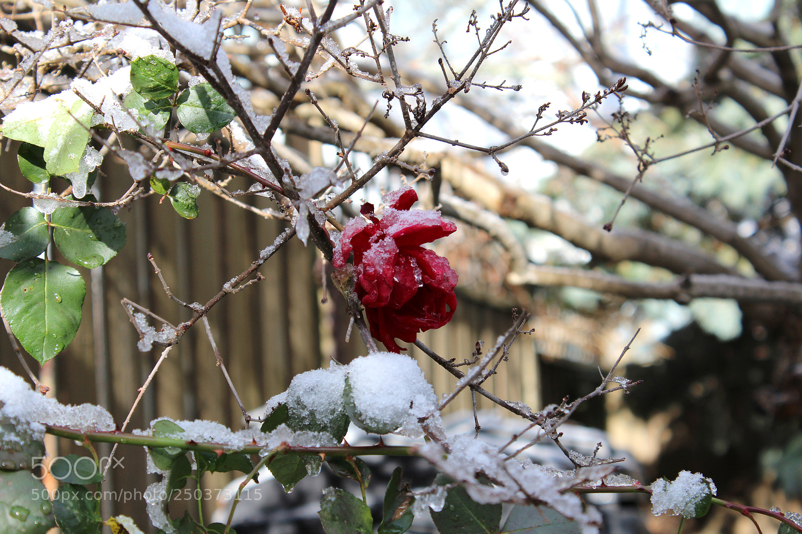 Canon EOS 1200D (EOS Rebel T5 / EOS Kiss X70 / EOS Hi) sample photo. Frozen garden photography
