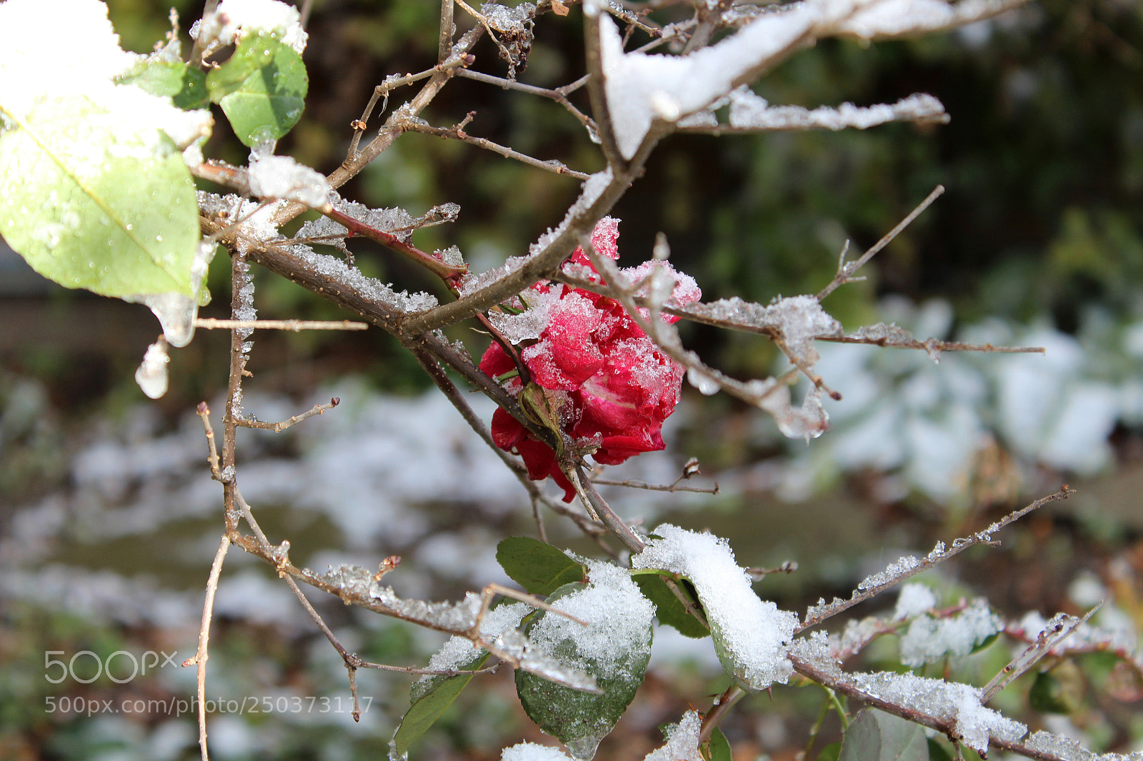 Canon EOS 1200D (EOS Rebel T5 / EOS Kiss X70 / EOS Hi) sample photo. Frozen garden photography