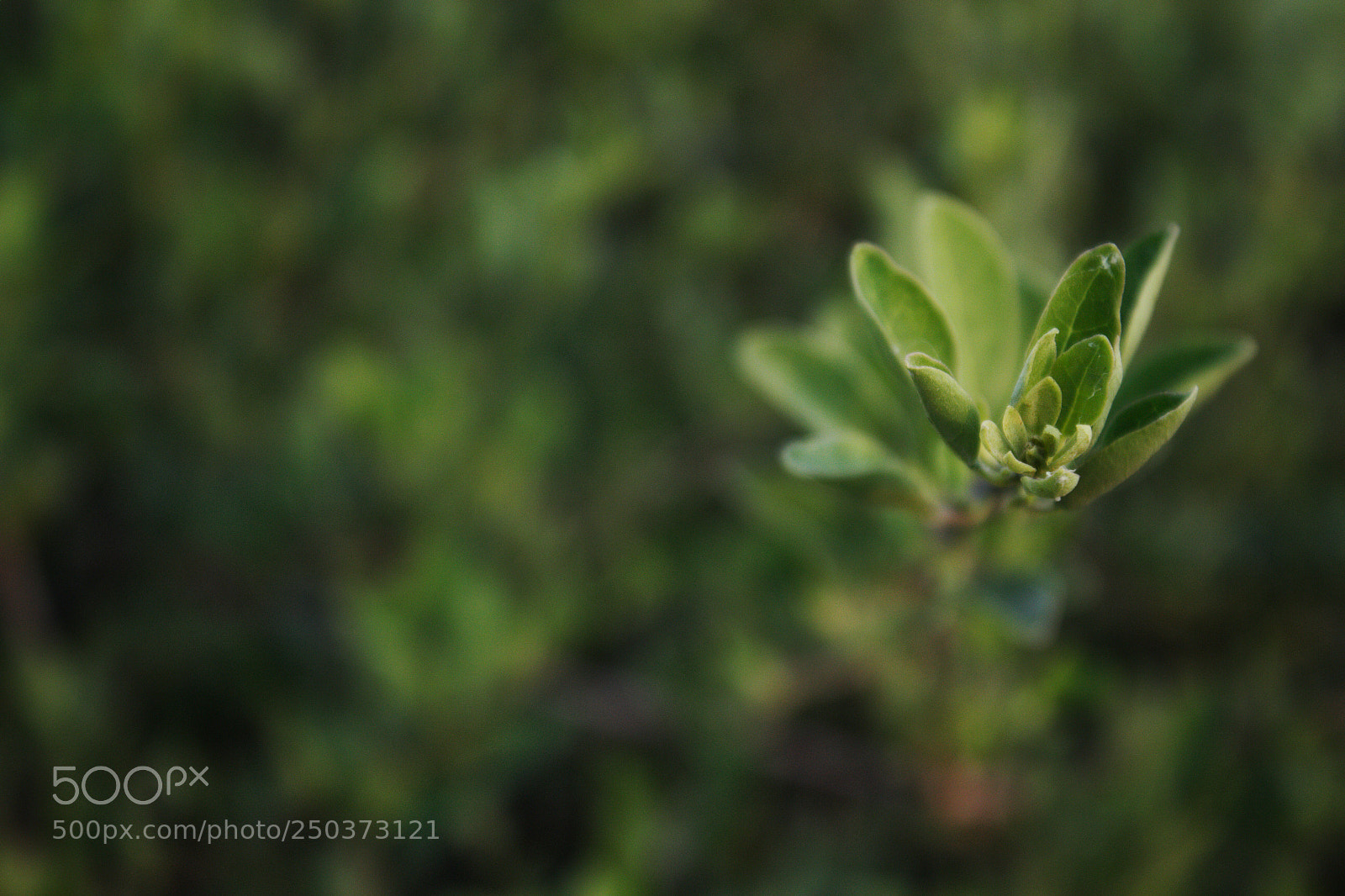 Canon EOS 700D (EOS Rebel T5i / EOS Kiss X7i) sample photo. Maturing  photography