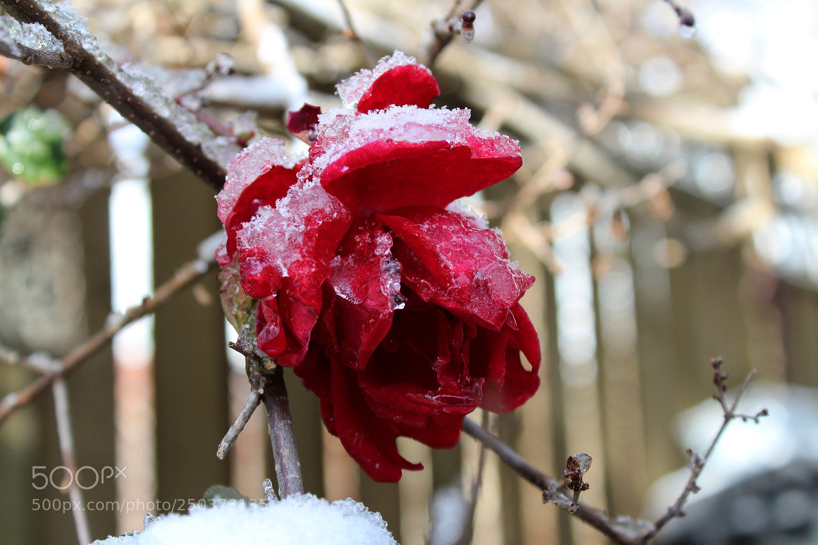 Canon EOS 1200D (EOS Rebel T5 / EOS Kiss X70 / EOS Hi) sample photo. Frozen garden photography