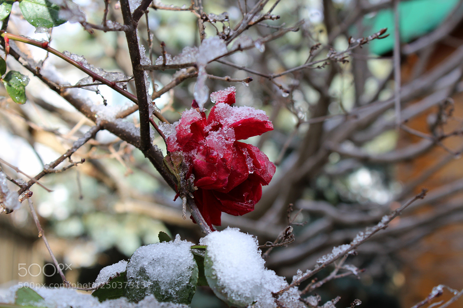 Canon EOS 1200D (EOS Rebel T5 / EOS Kiss X70 / EOS Hi) sample photo. Frozen garden photography