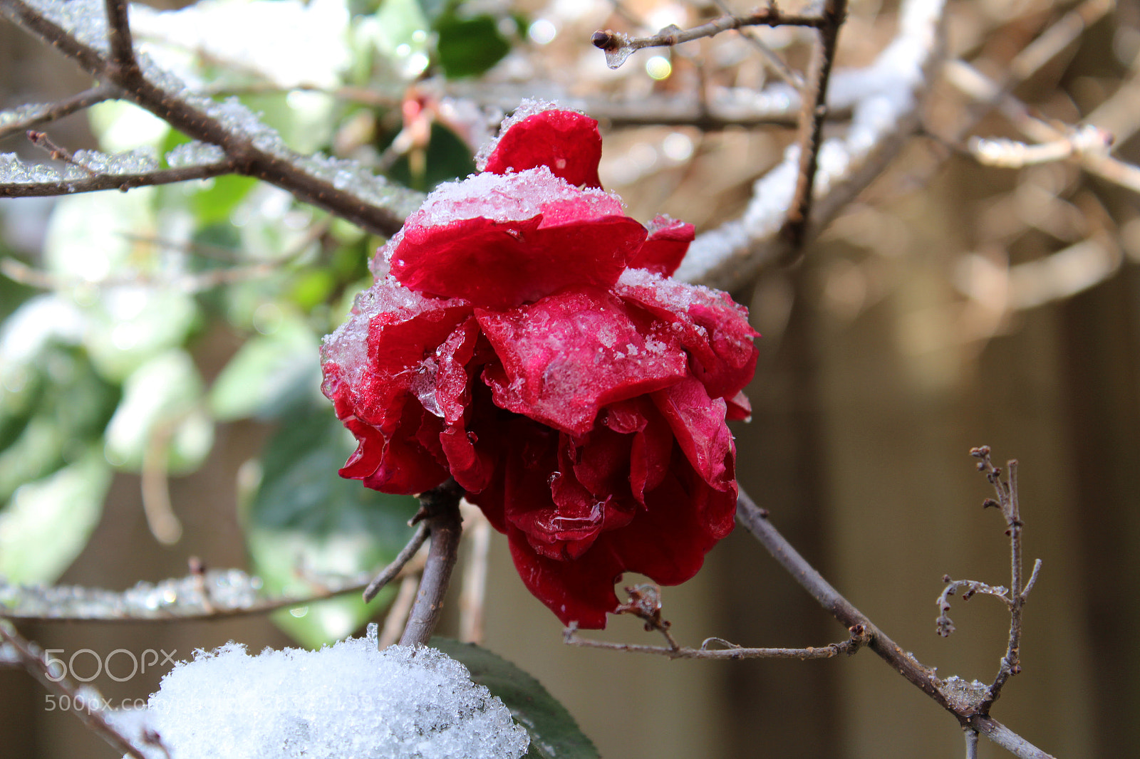 Canon EOS 1200D (EOS Rebel T5 / EOS Kiss X70 / EOS Hi) sample photo. Frozen garden photography