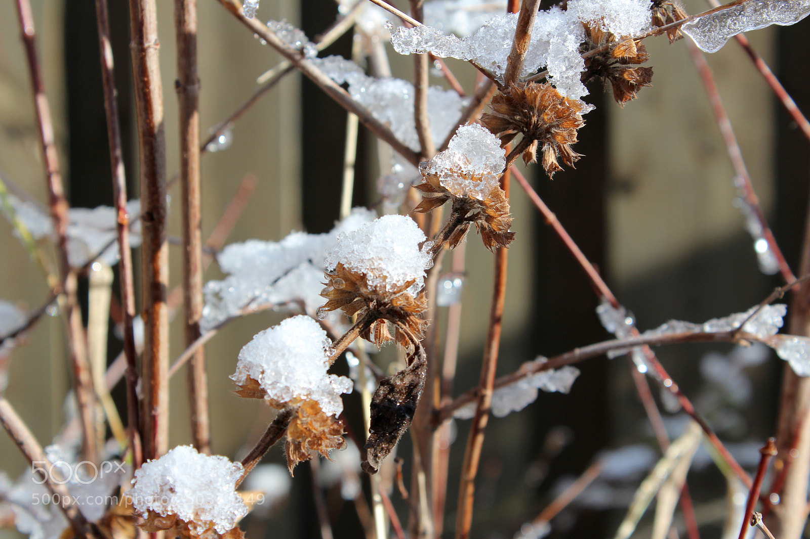 Canon EOS 1200D (EOS Rebel T5 / EOS Kiss X70 / EOS Hi) sample photo. Frozen garden photography