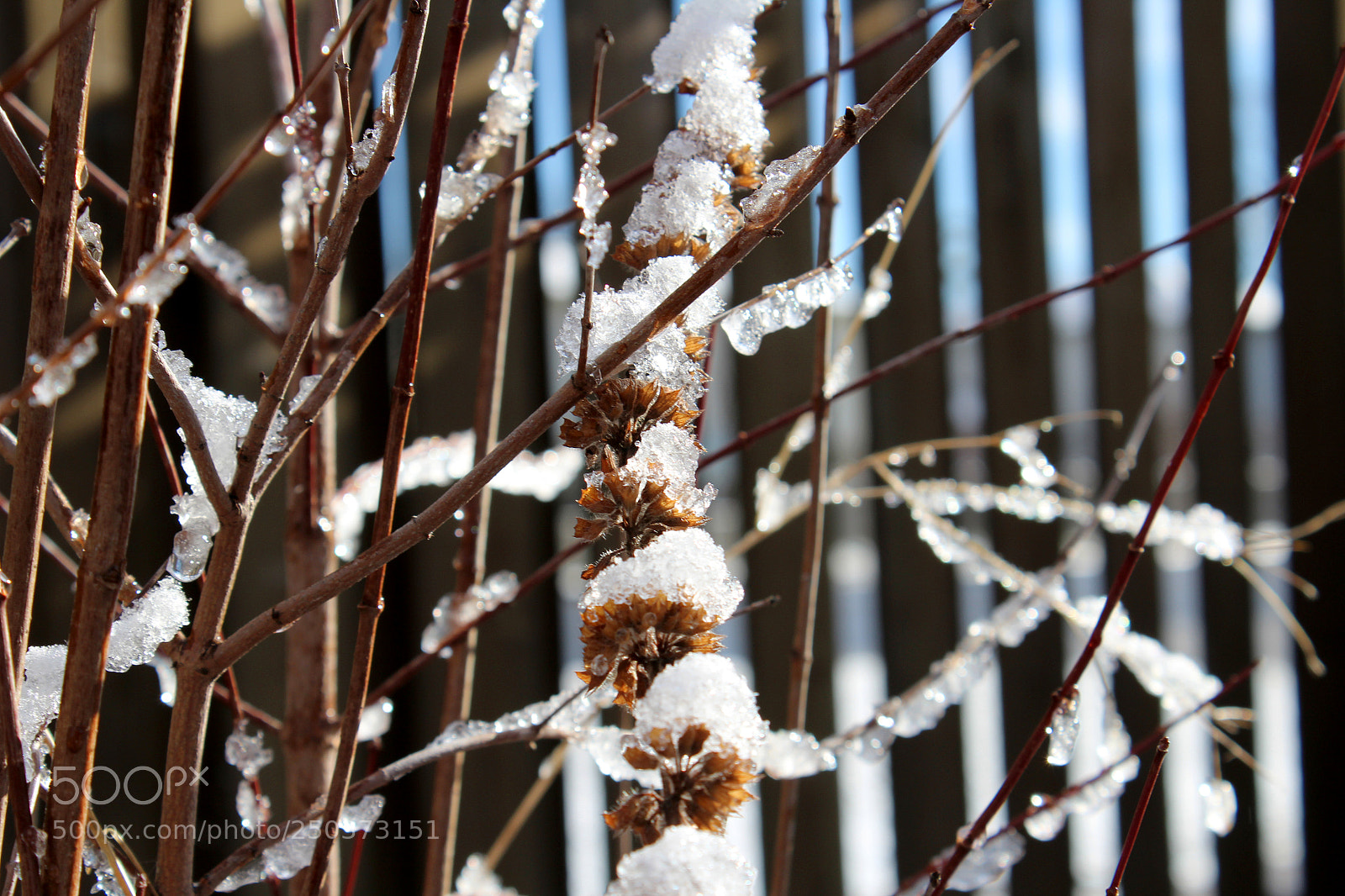 Canon EOS 1200D (EOS Rebel T5 / EOS Kiss X70 / EOS Hi) sample photo. Frozen garden photography