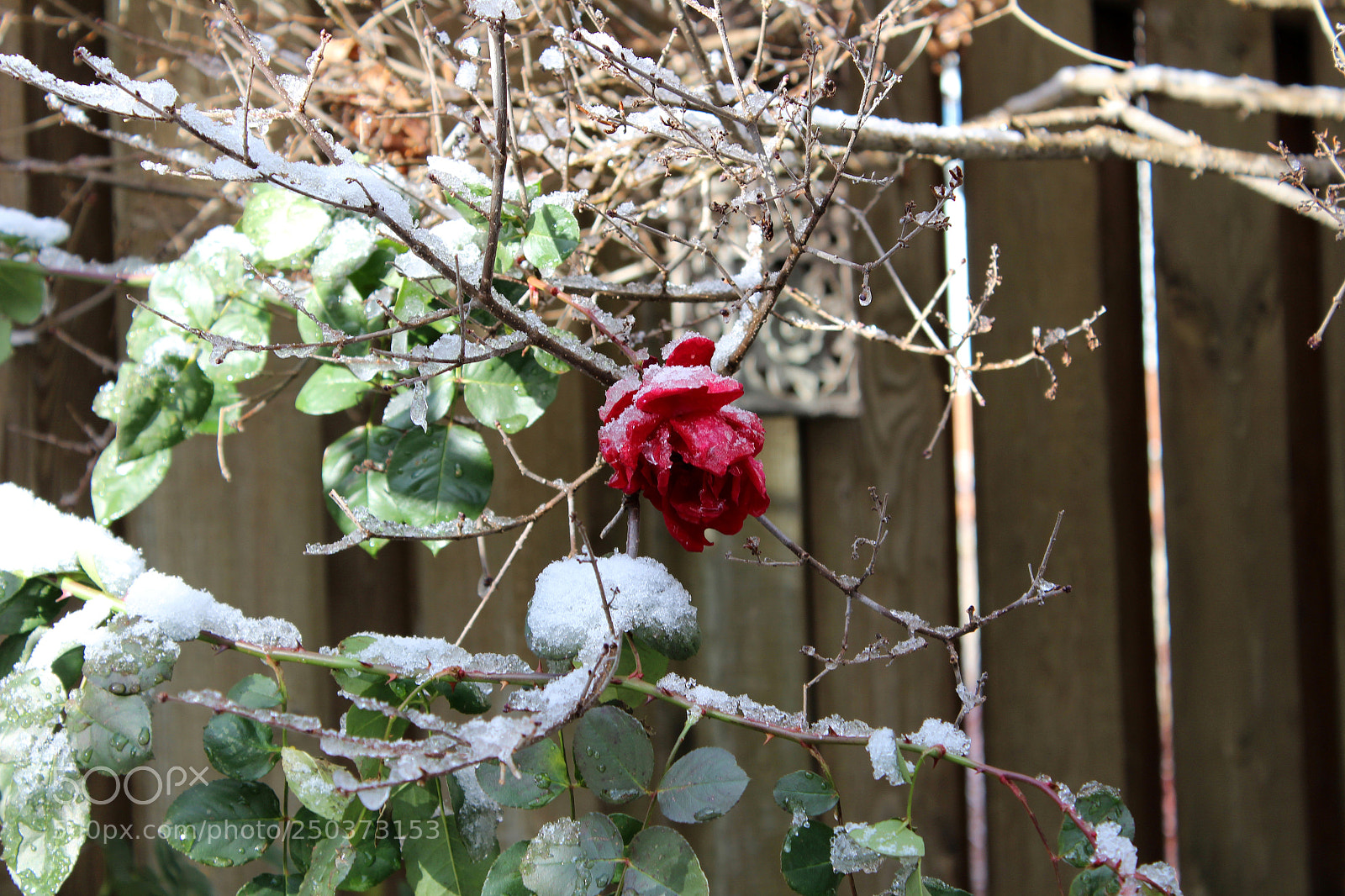 Canon EOS 1200D (EOS Rebel T5 / EOS Kiss X70 / EOS Hi) sample photo. Frozen garden photography
