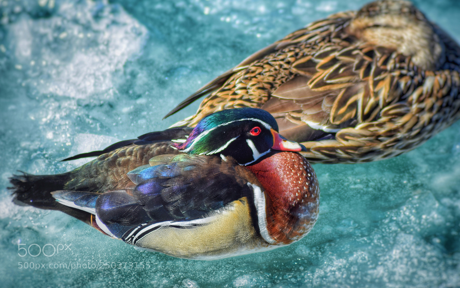 Nikon D3300 sample photo. Wood duck on ice photography