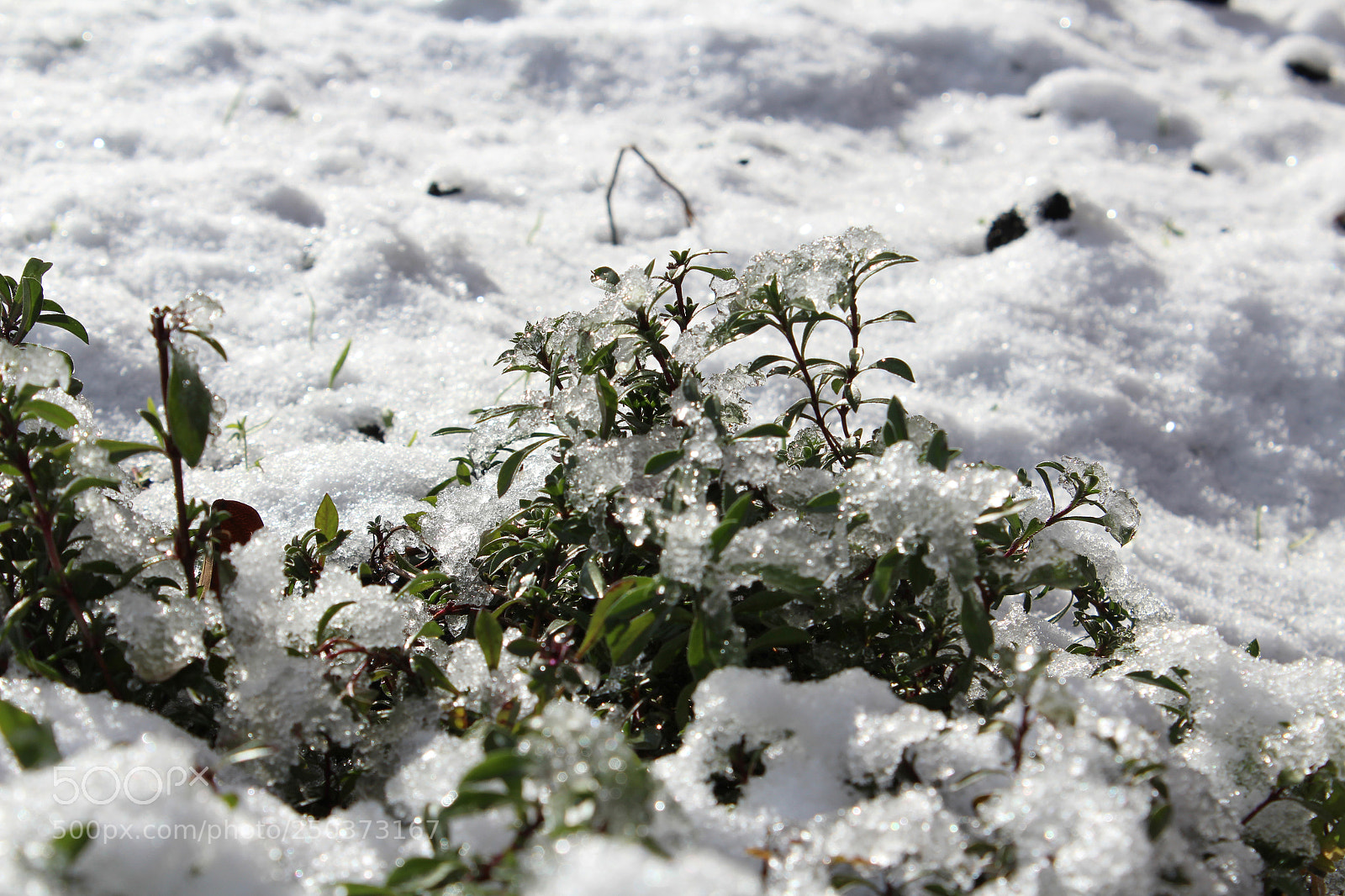 Canon EOS 1200D (EOS Rebel T5 / EOS Kiss X70 / EOS Hi) sample photo. Frozen garden photography