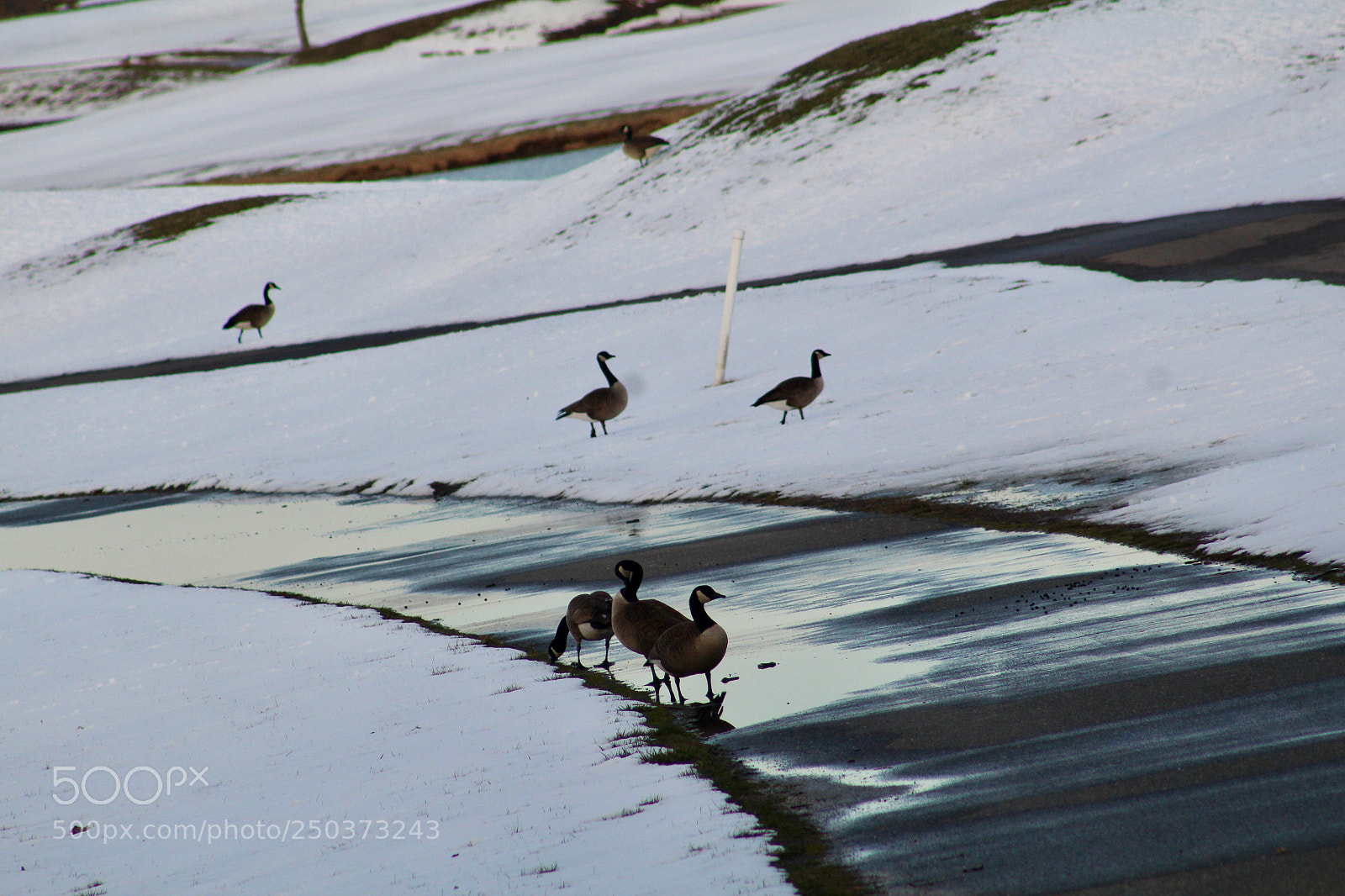 Canon EOS 1300D (EOS Rebel T6 / EOS Kiss X80) sample photo. Geese in snowy field photography