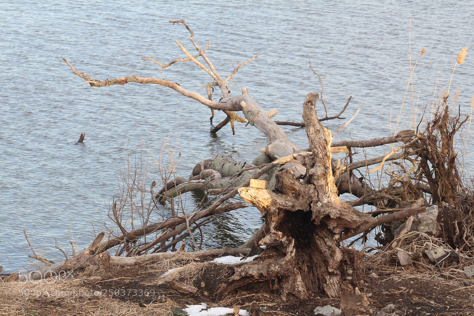 Canon EOS 1300D (EOS Rebel T6 / EOS Kiss X80) sample photo. Dead tree on river photography