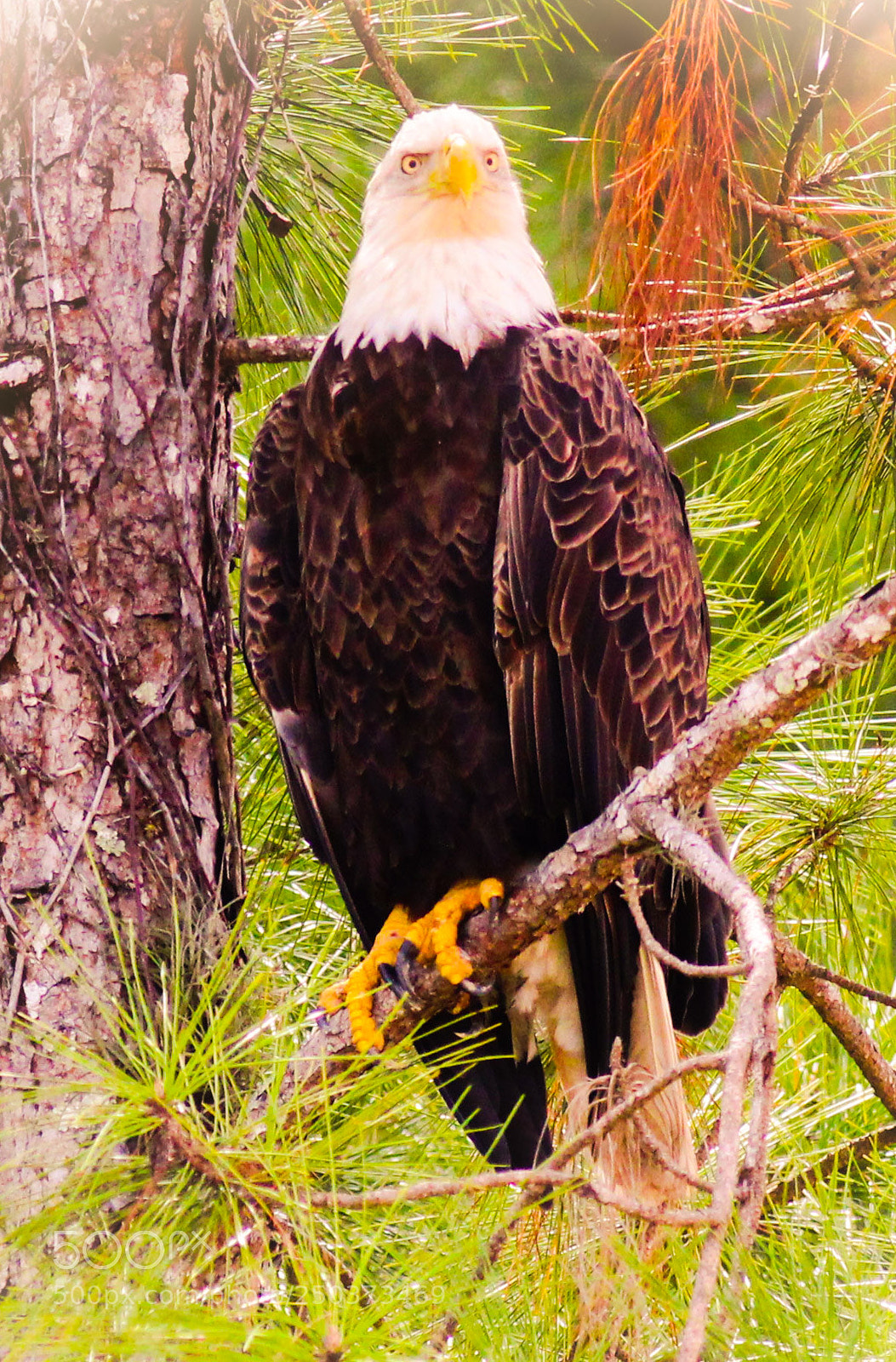 Canon EOS 600D (Rebel EOS T3i / EOS Kiss X5) sample photo. Eagle florida photography