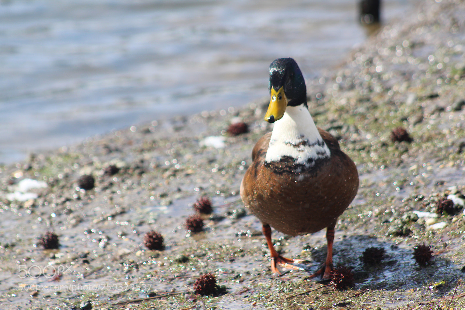Canon EOS 1300D (EOS Rebel T6 / EOS Kiss X80) sample photo. Wet duck photography