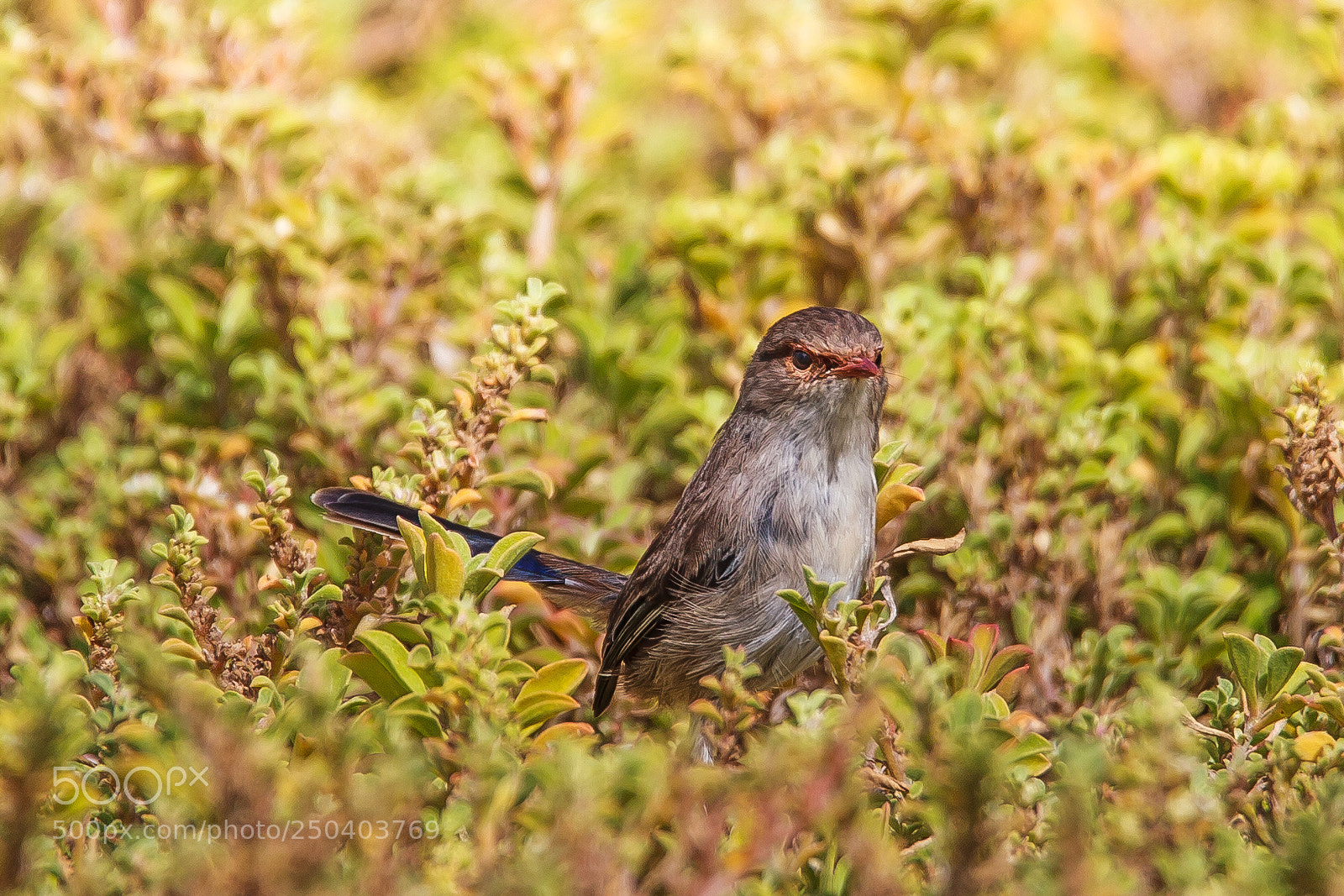 Canon EOS 5D Mark II sample photo. A wren with attitude photography